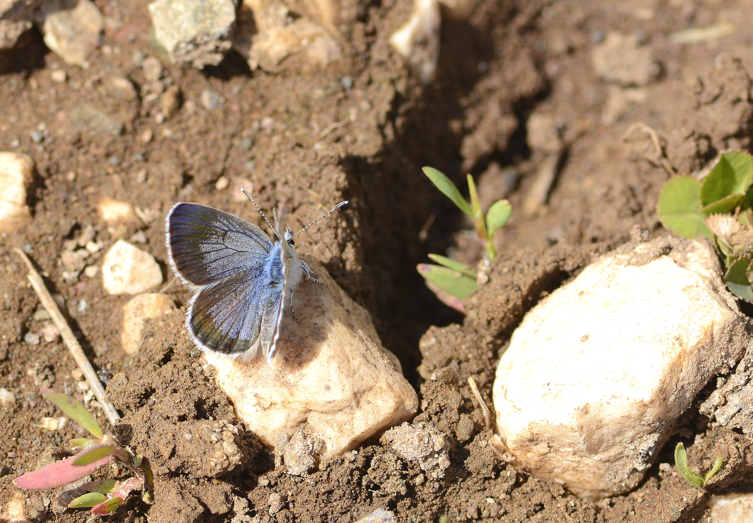 Turanana endymion (Anadolu Turanmavisi) butterfly photo