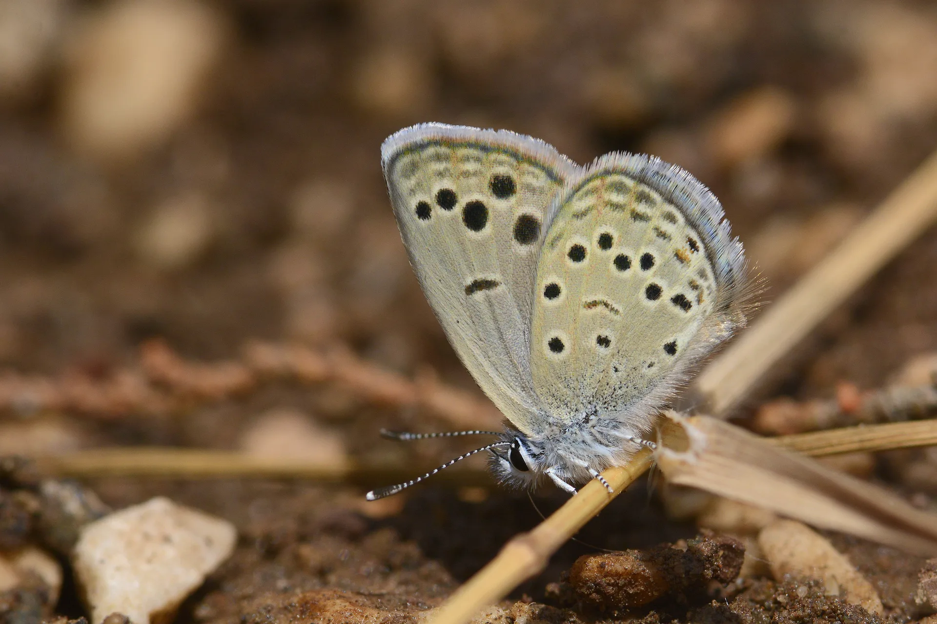 Turanana endymion (Anadolu Turanmavisi) butterfly photo