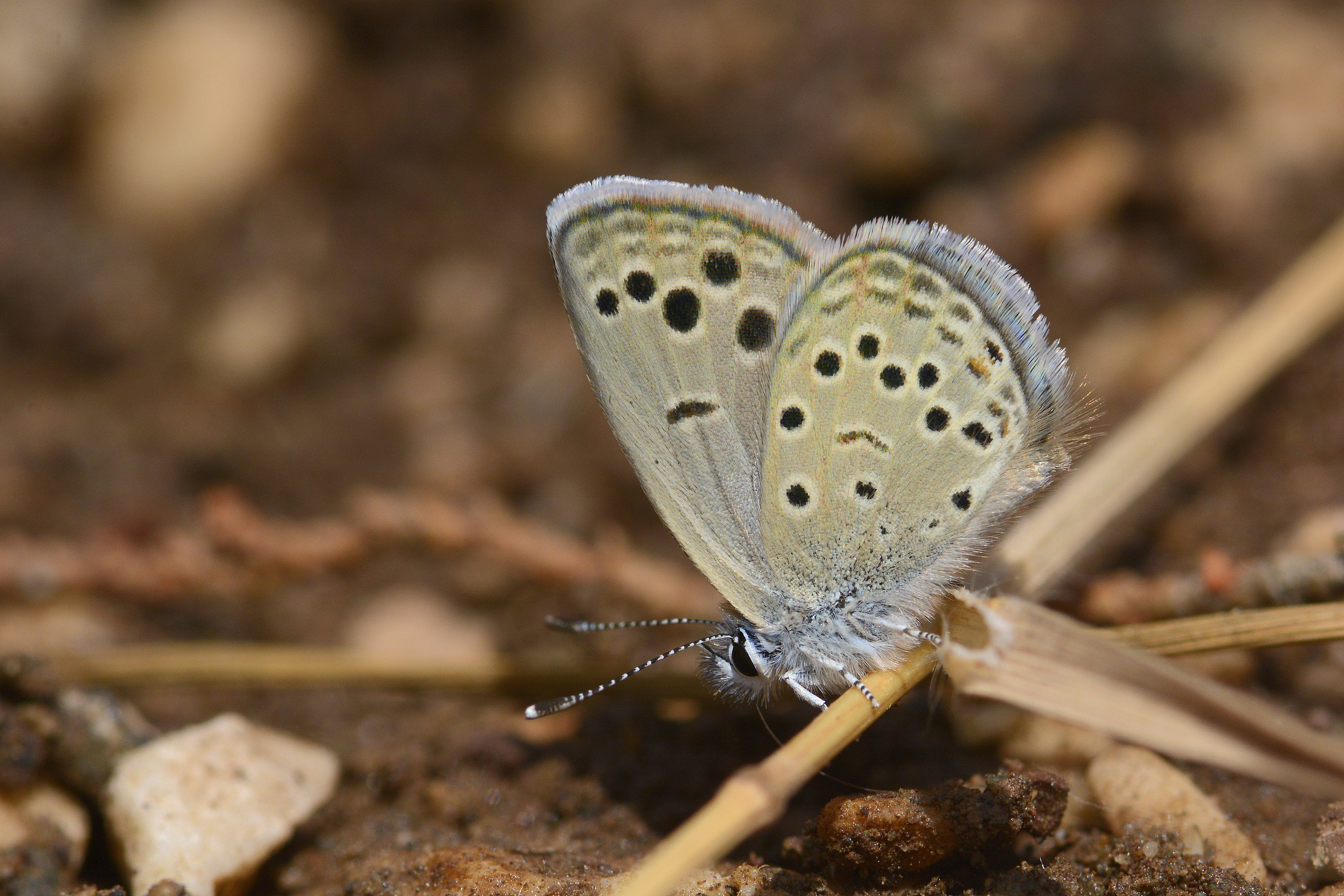 Turanana endymion (Anadolu Turanmavisi) butterfly photo