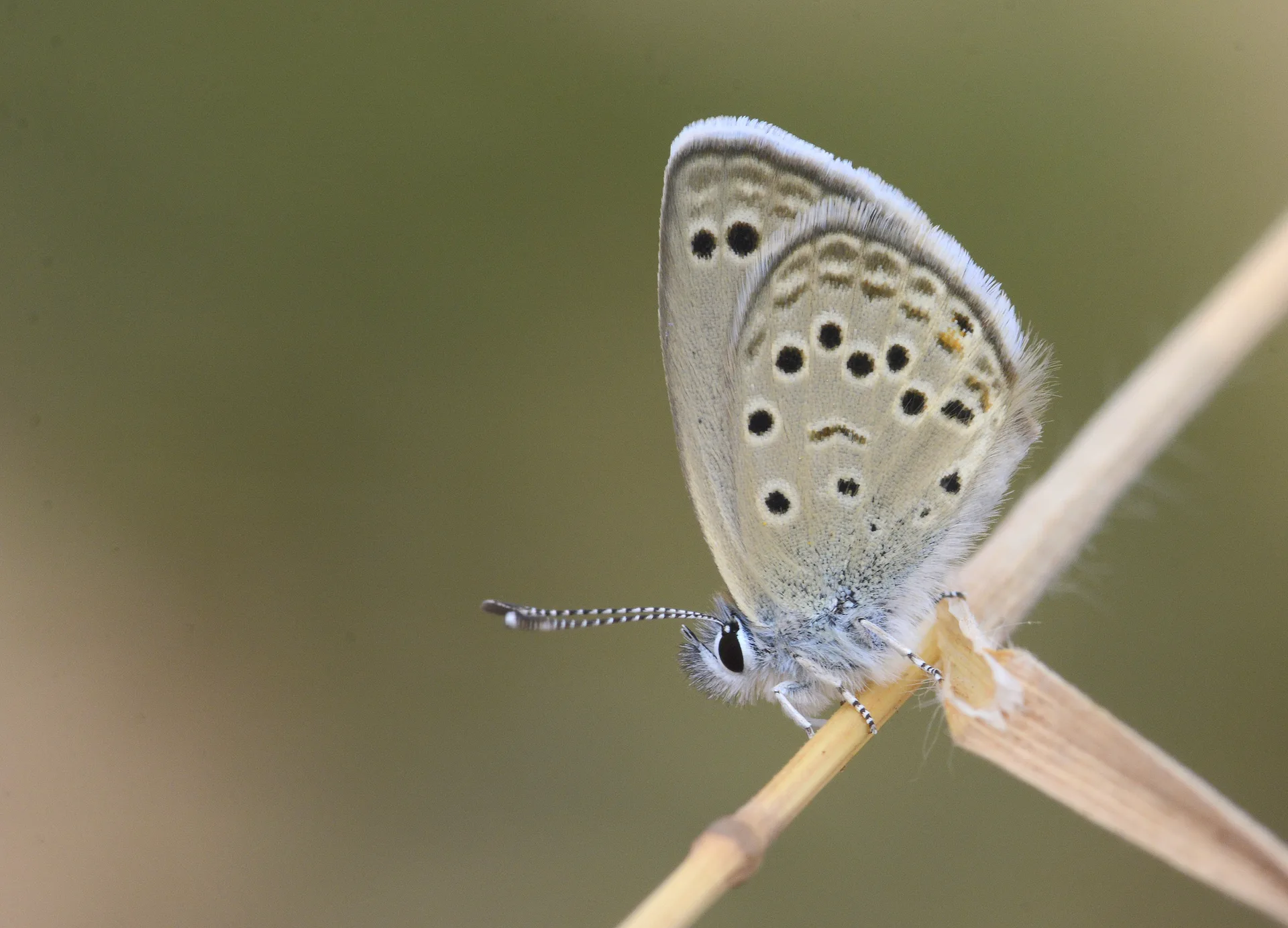 Turanana endymion (Anadolu Turanmavisi) butterfly photo