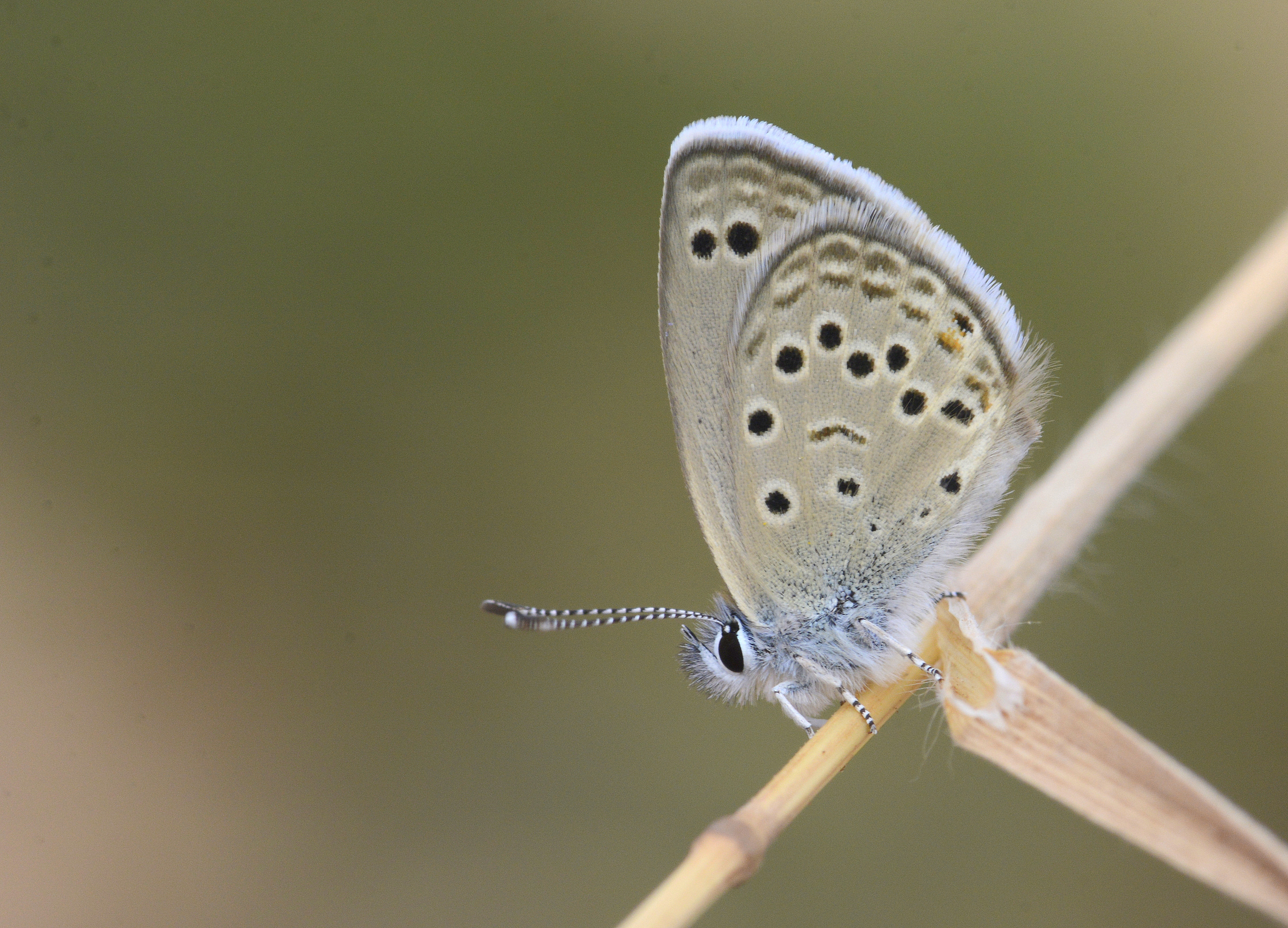 Turanana endymion (Anadolu Turanmavisi) butterfly photo