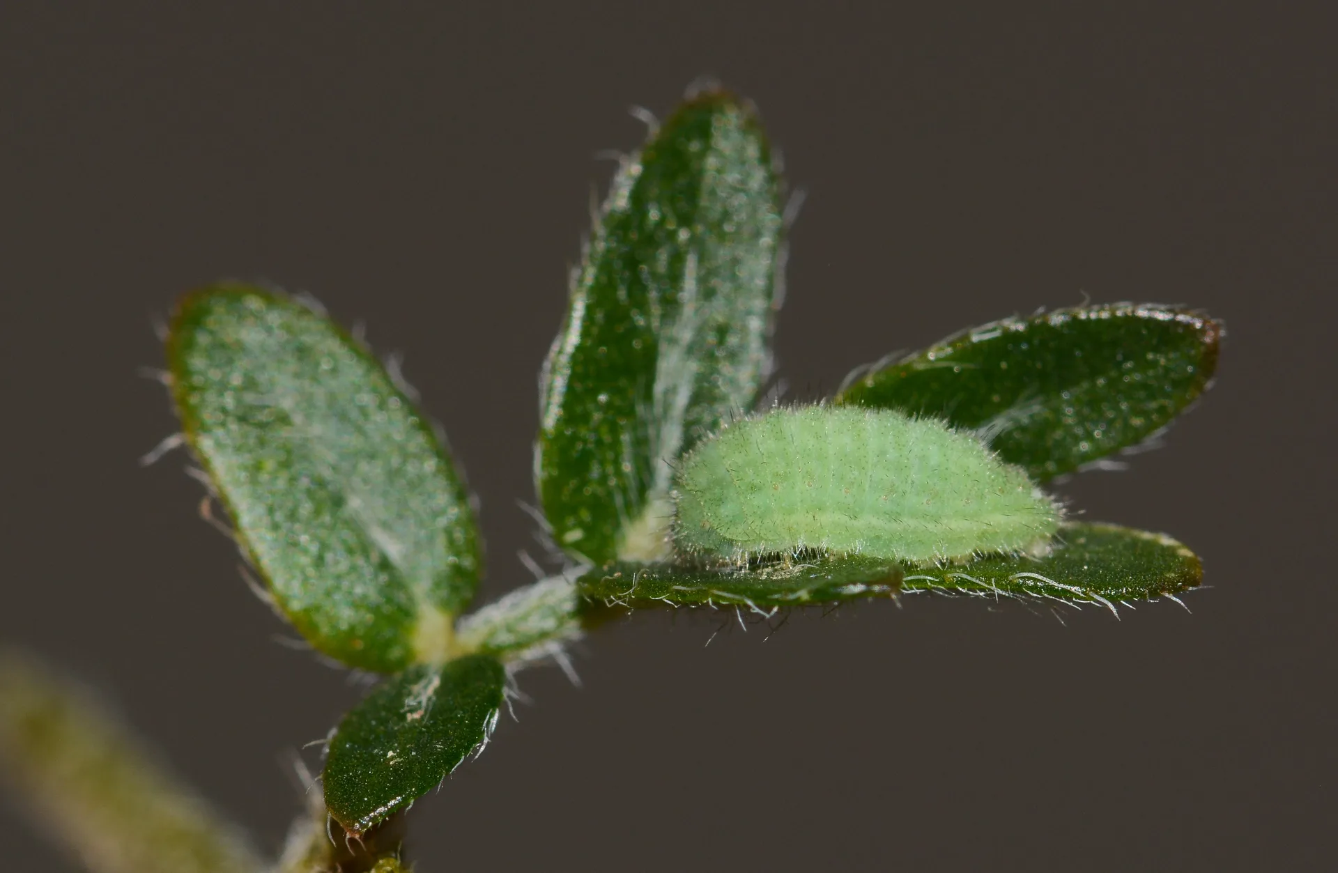 Zizeeria karsandra (Karsandra) butterfly photo