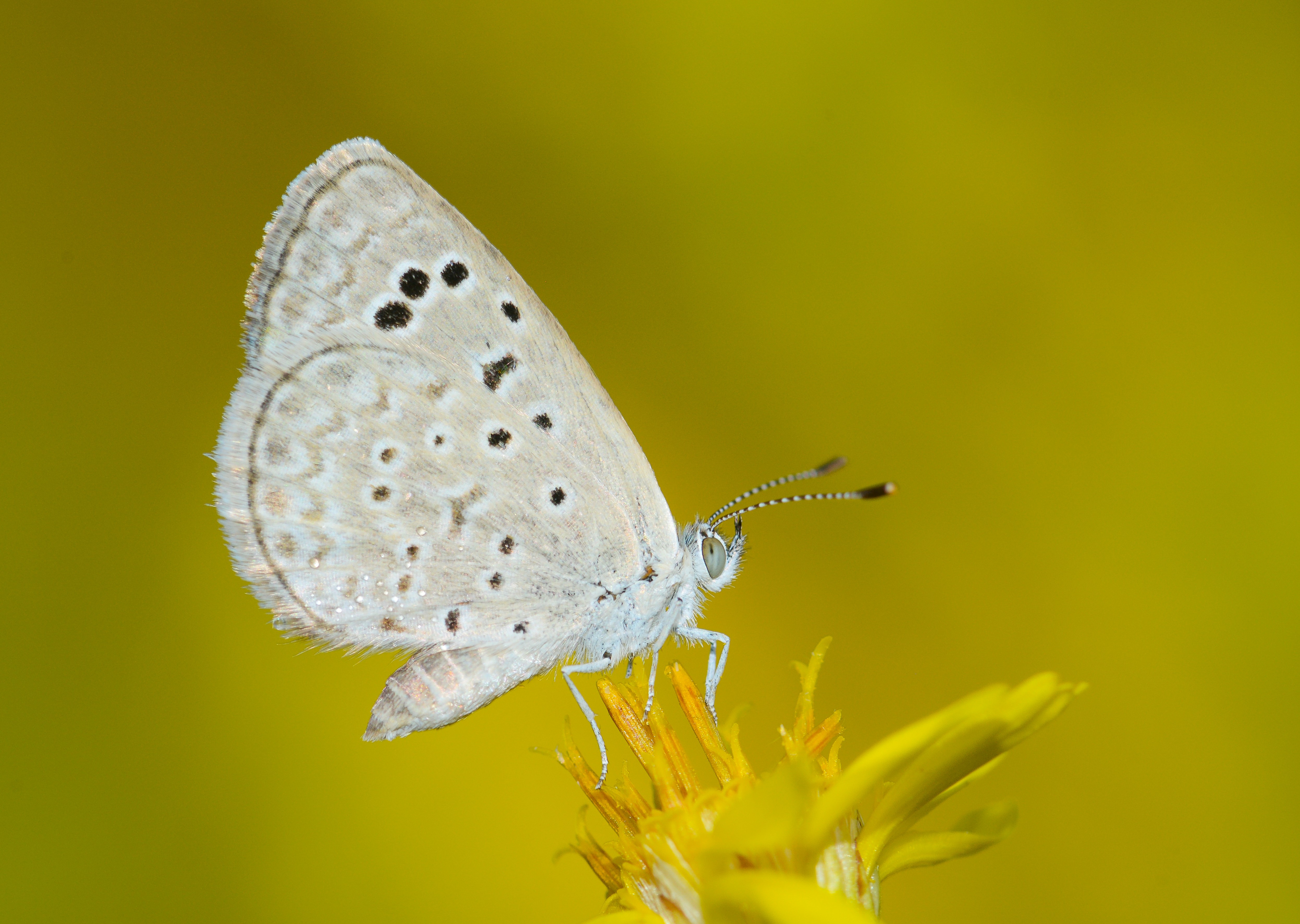 Zizeeria karsandra (Karsandra) butterfly photo