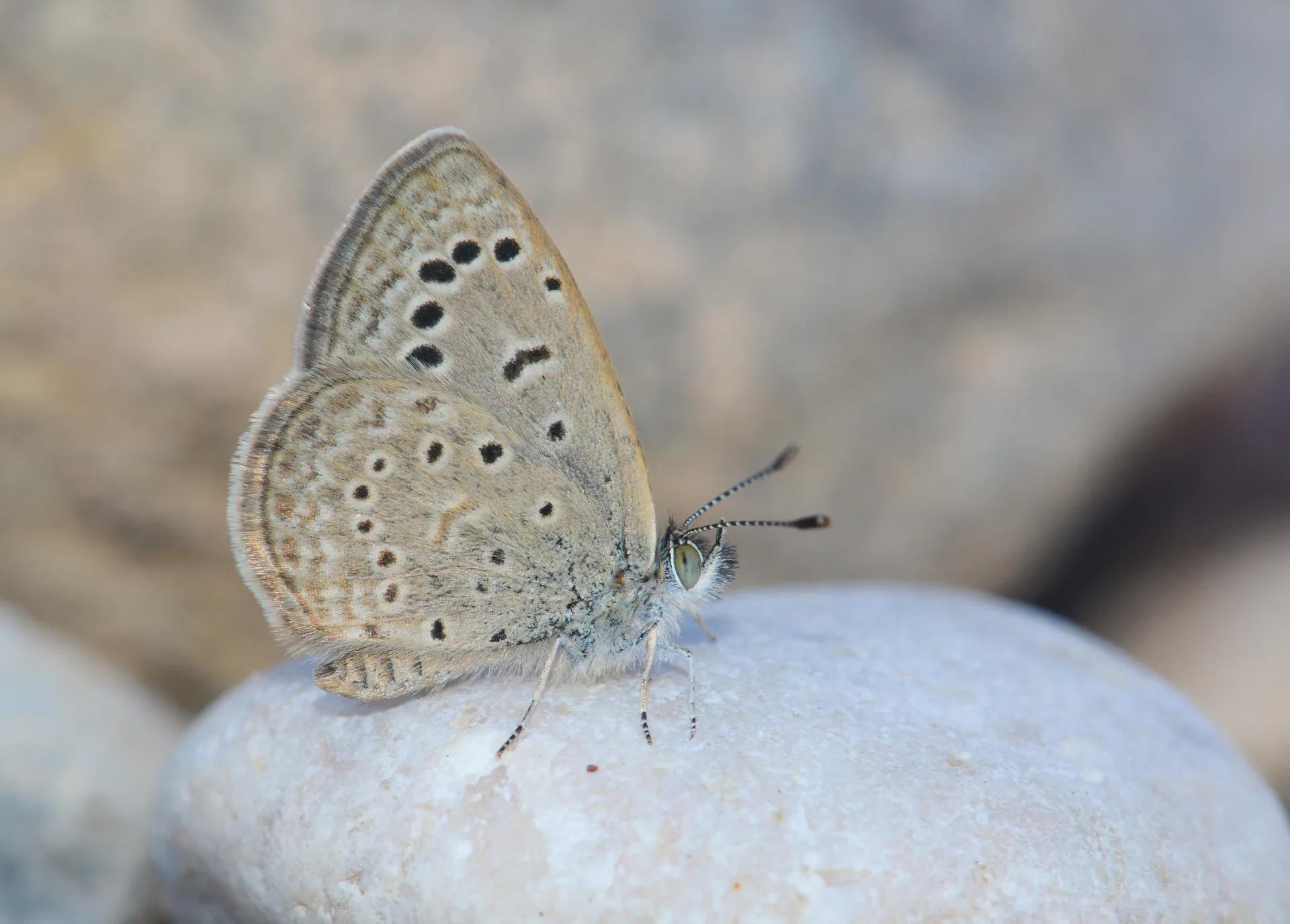 Zizeeria karsandra (Karsandra) butterfly photo