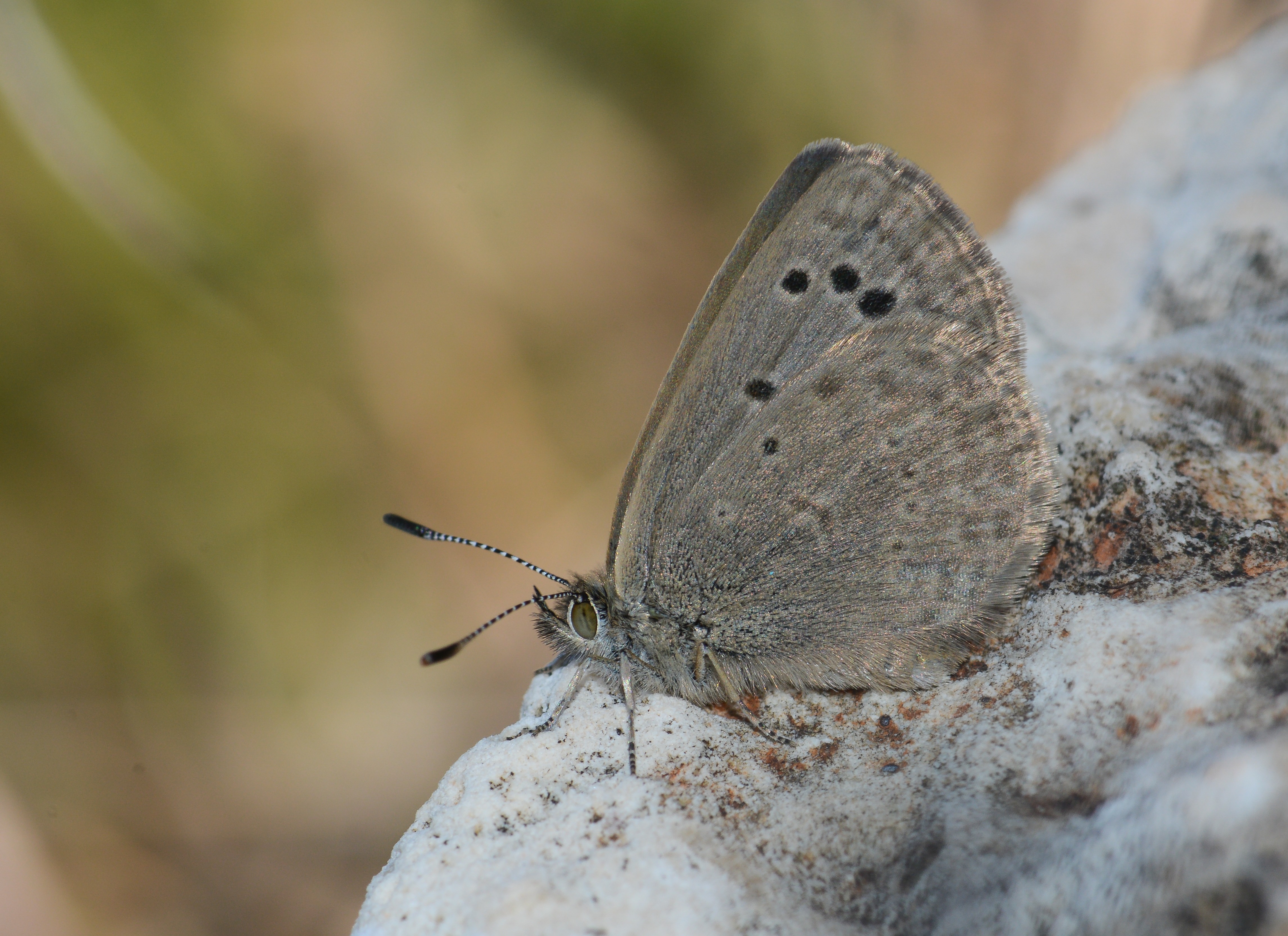 Zizeeria karsandra (Karsandra) butterfly photo