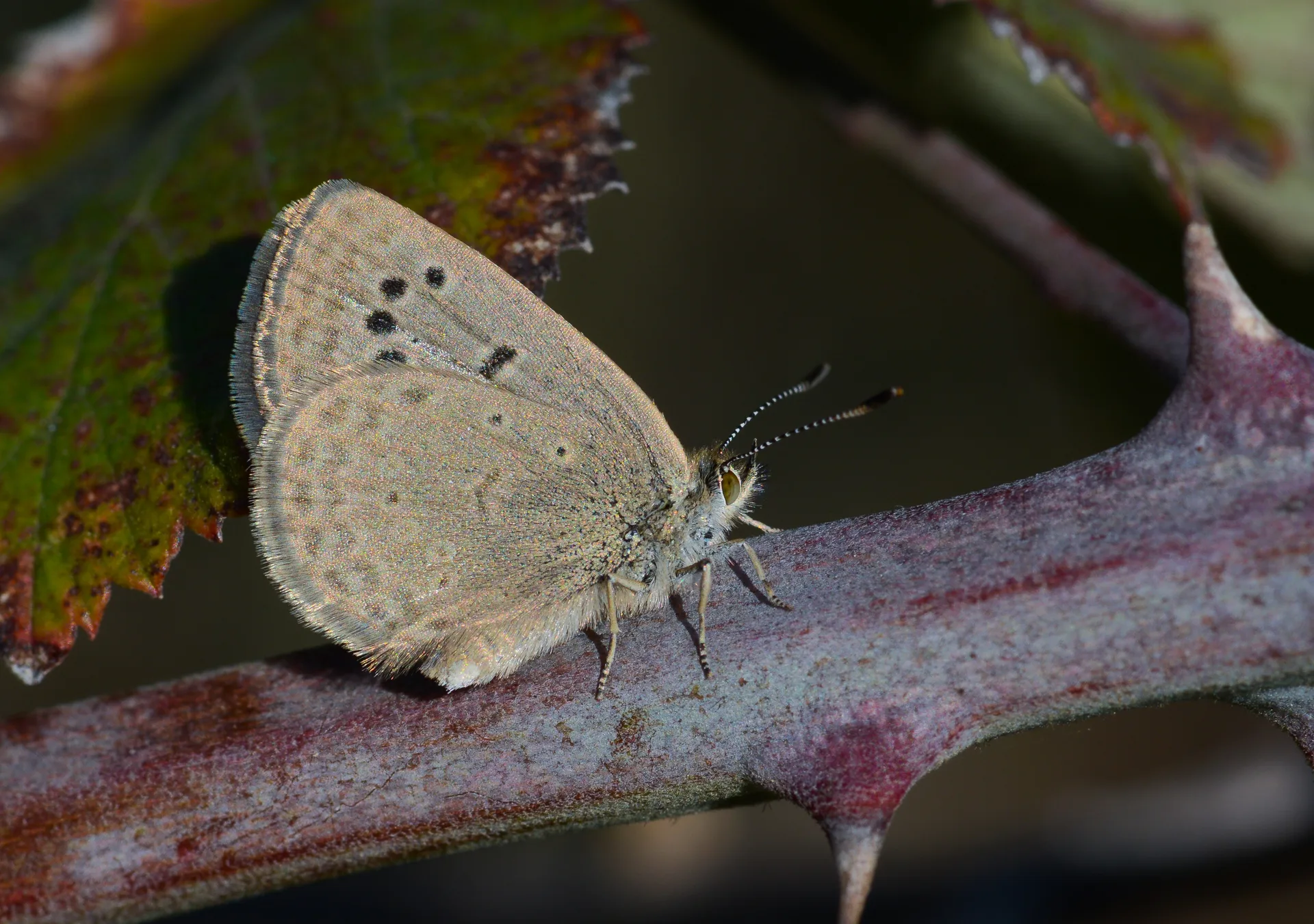 Zizeeria karsandra (Karsandra) butterfly photo