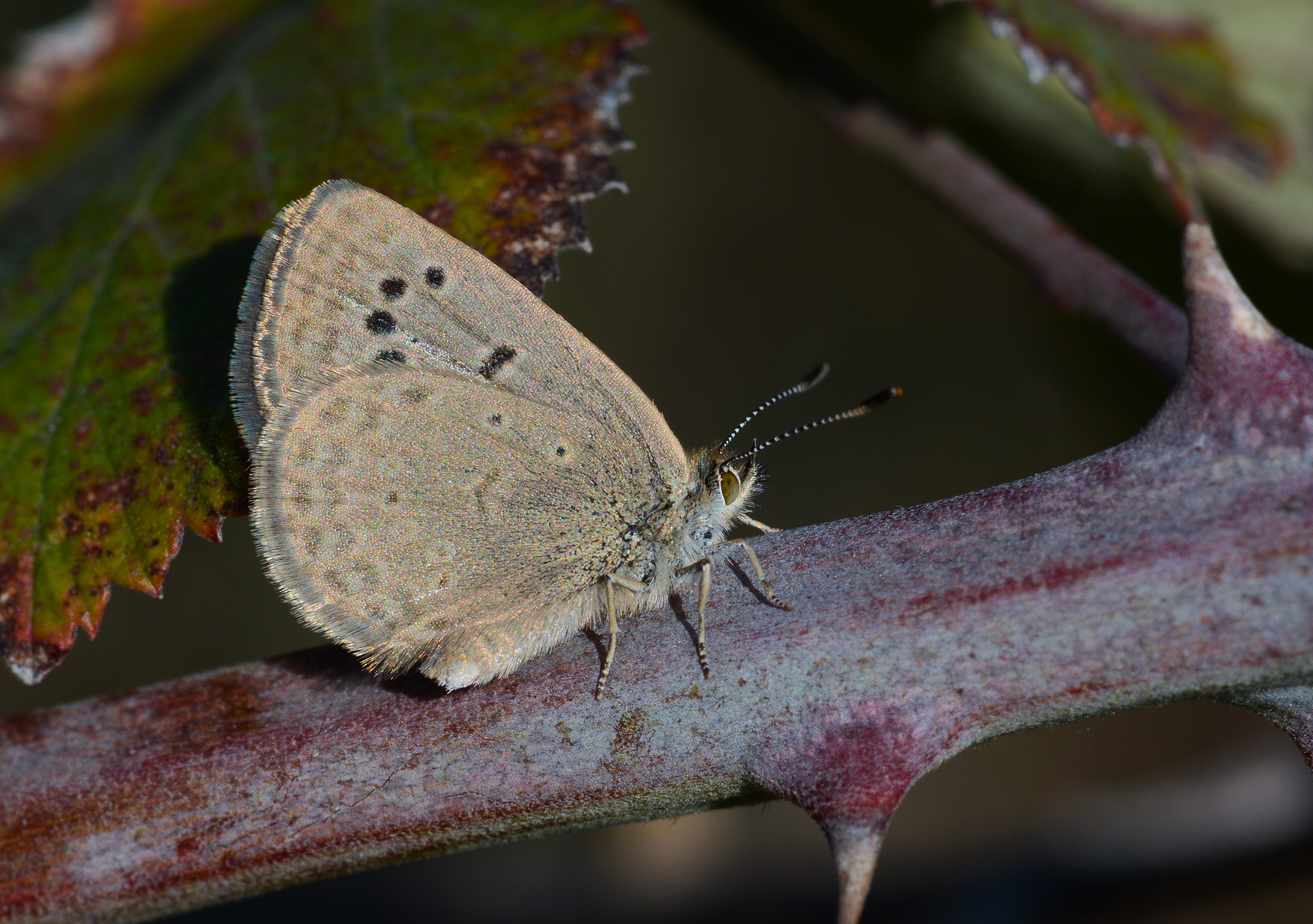 Zizeeria karsandra (Karsandra) butterfly photo