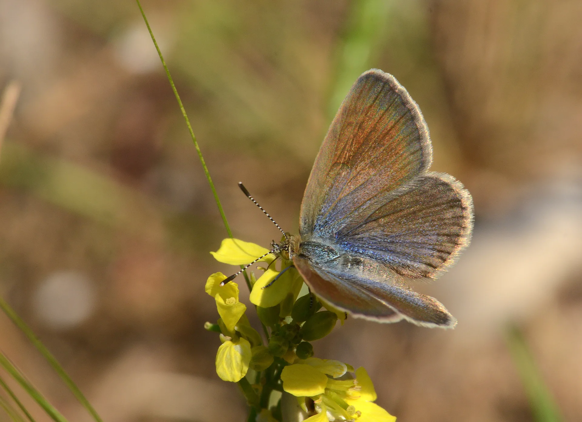 Zizeeria karsandra (Karsandra) butterfly photo