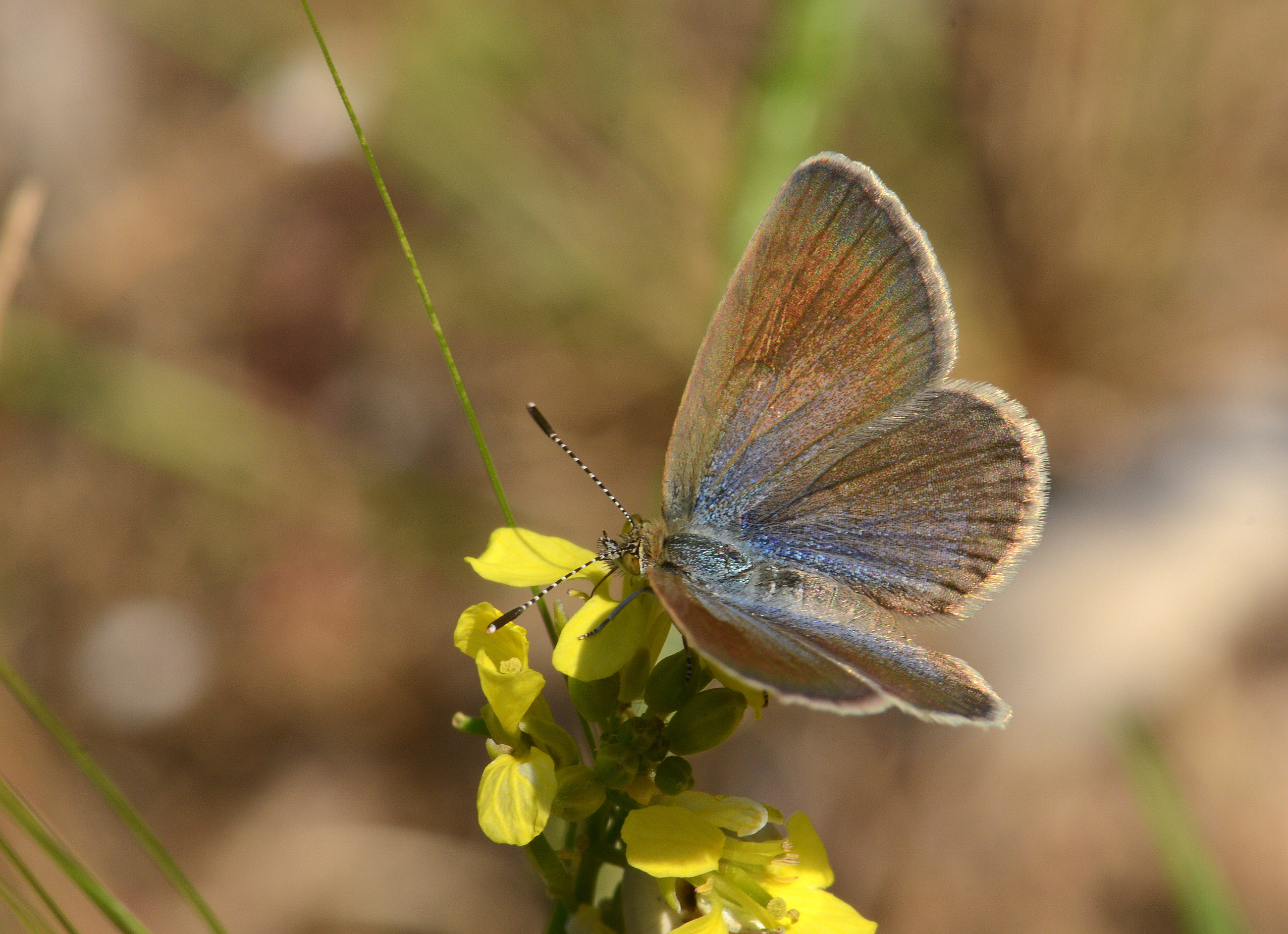 Zizeeria karsandra (Karsandra) butterfly photo