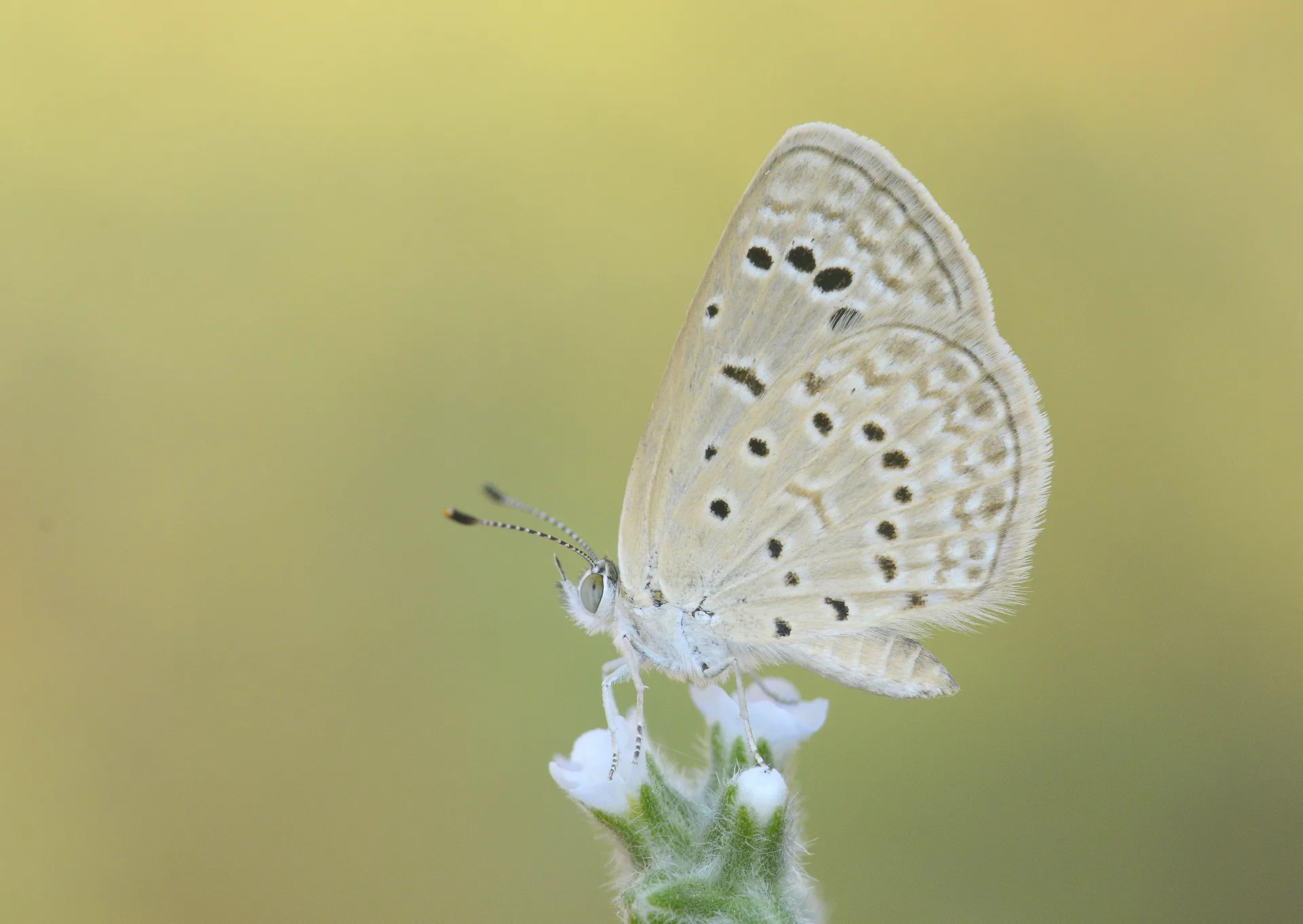 Zizeeria karsandra (Karsandra) butterfly photo