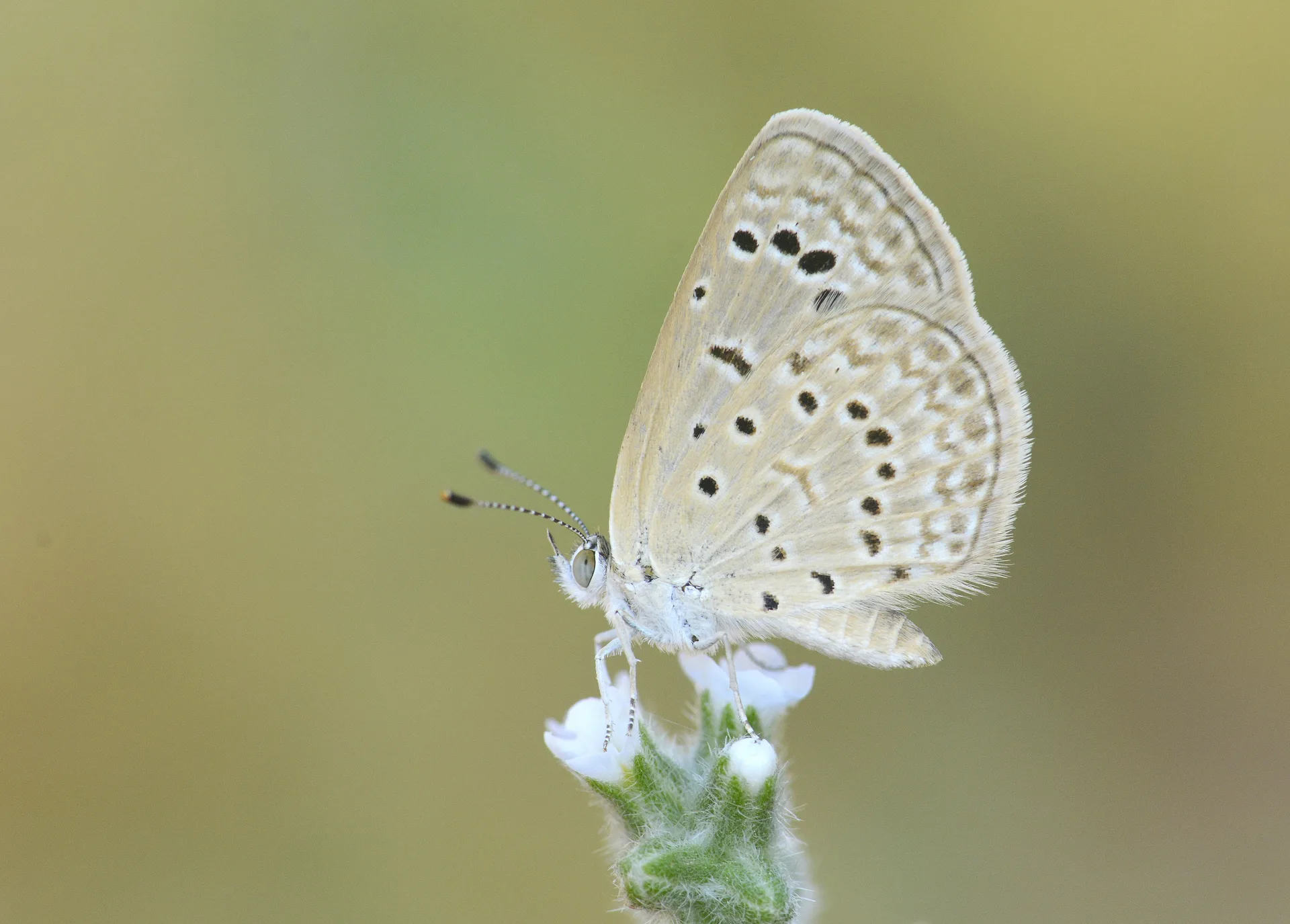 Zizeeria karsandra (Karsandra) butterfly photo