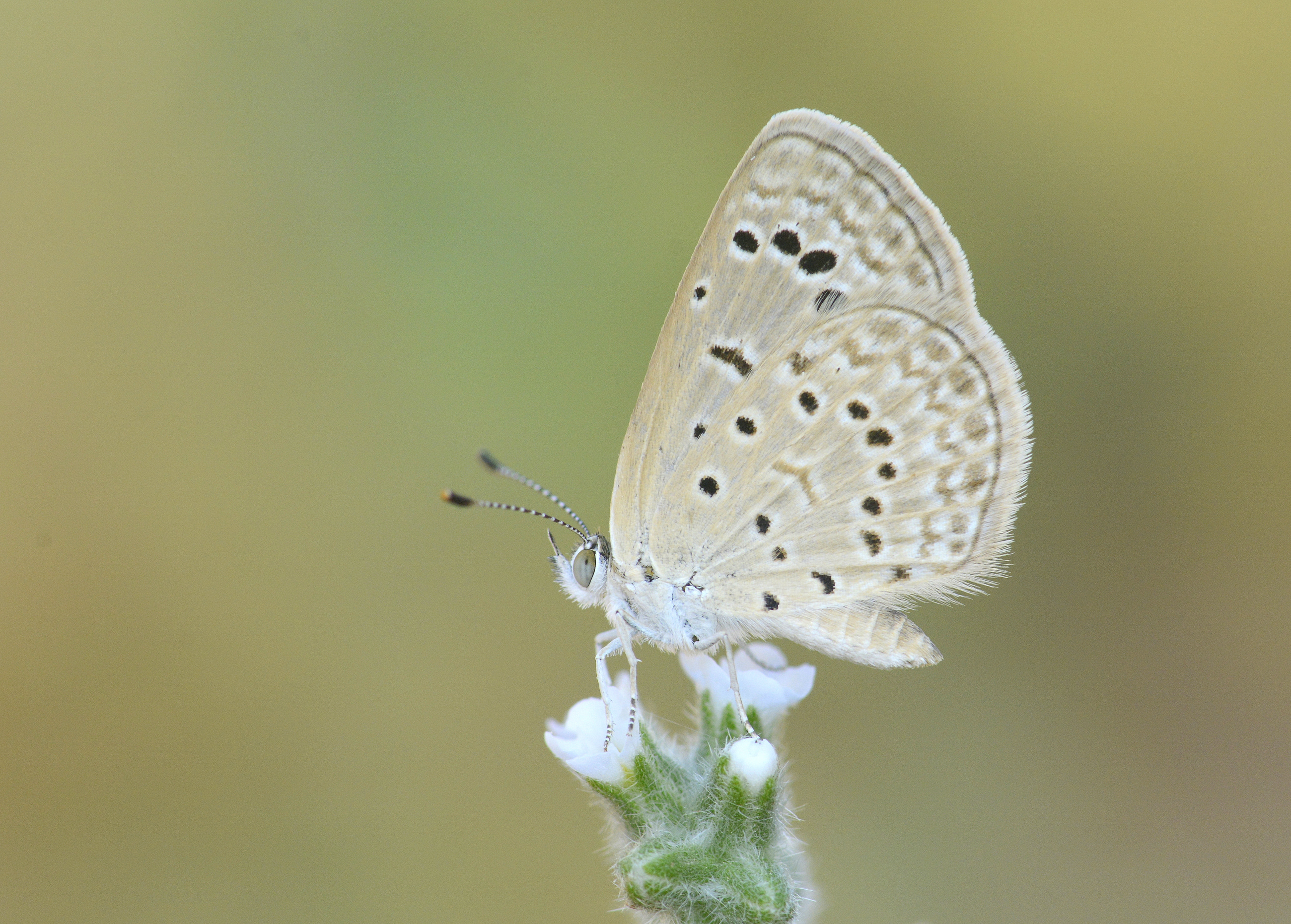 Zizeeria karsandra (Karsandra) butterfly photo