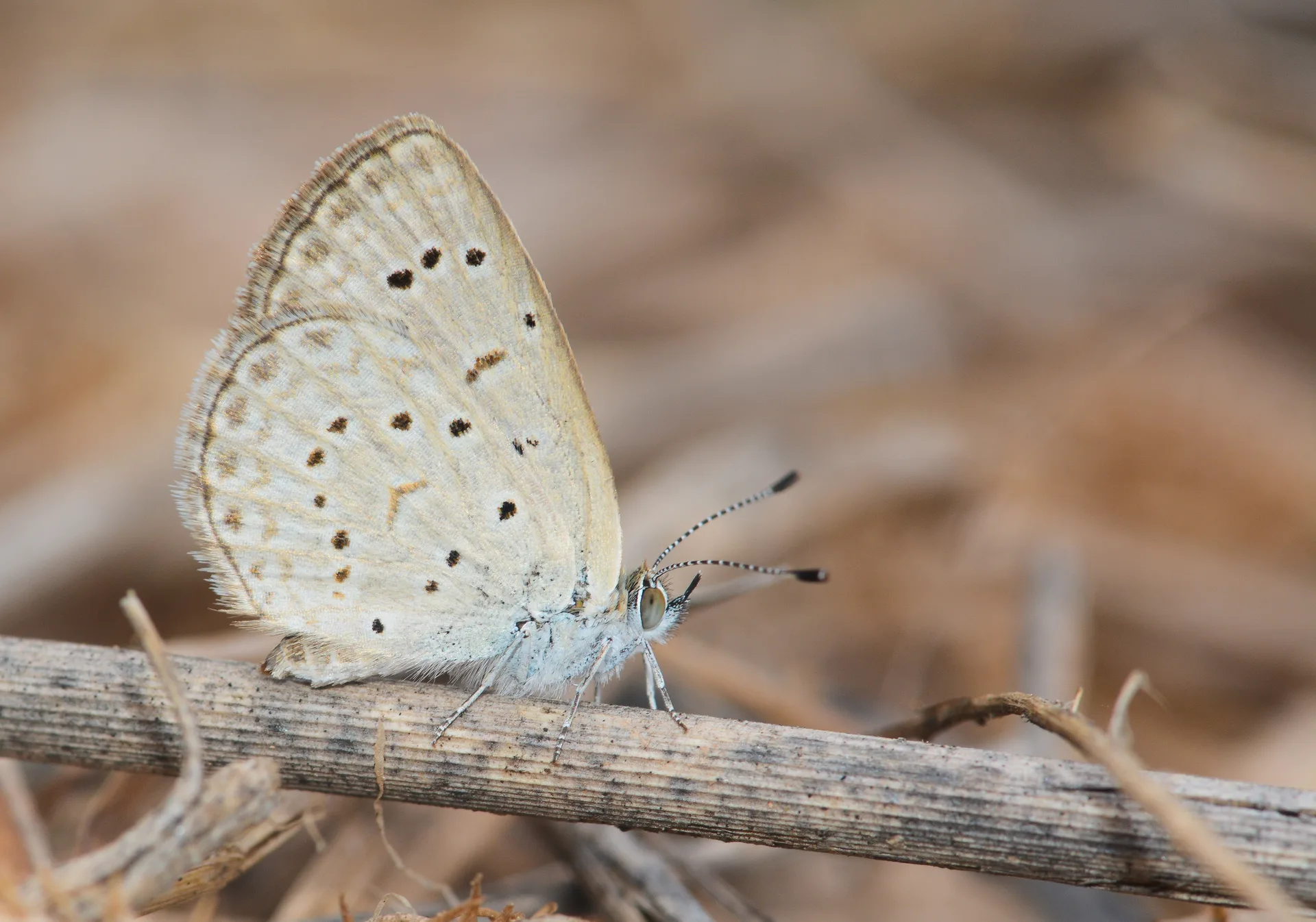Zizeeria knysna butterfly photo
