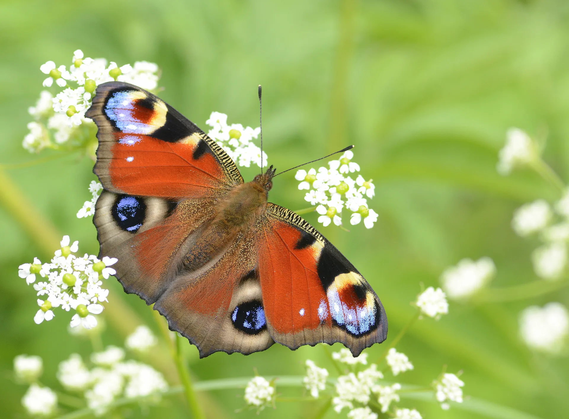 Aglais io (TavuskelebeÄŸi) butterfly photo