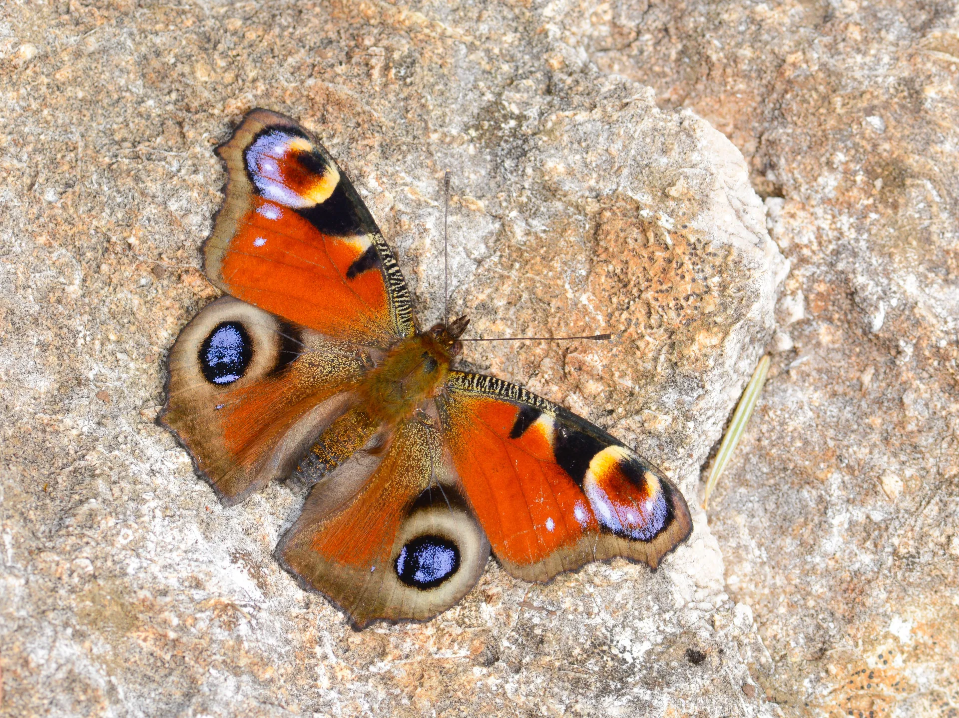 Aglais io (TavuskelebeÄŸi) butterfly photo