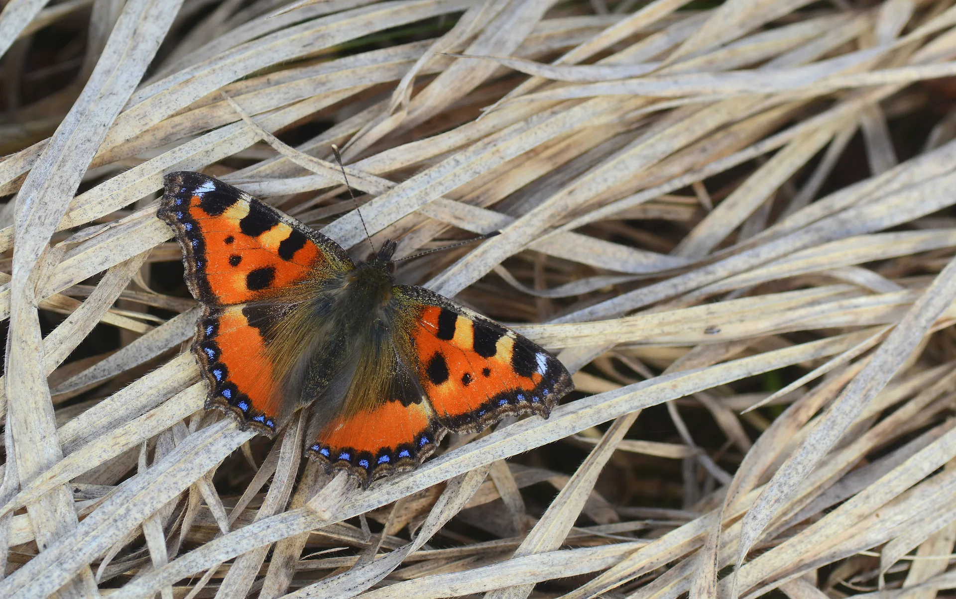 Aglais urticae (Aglais) butterfly photo