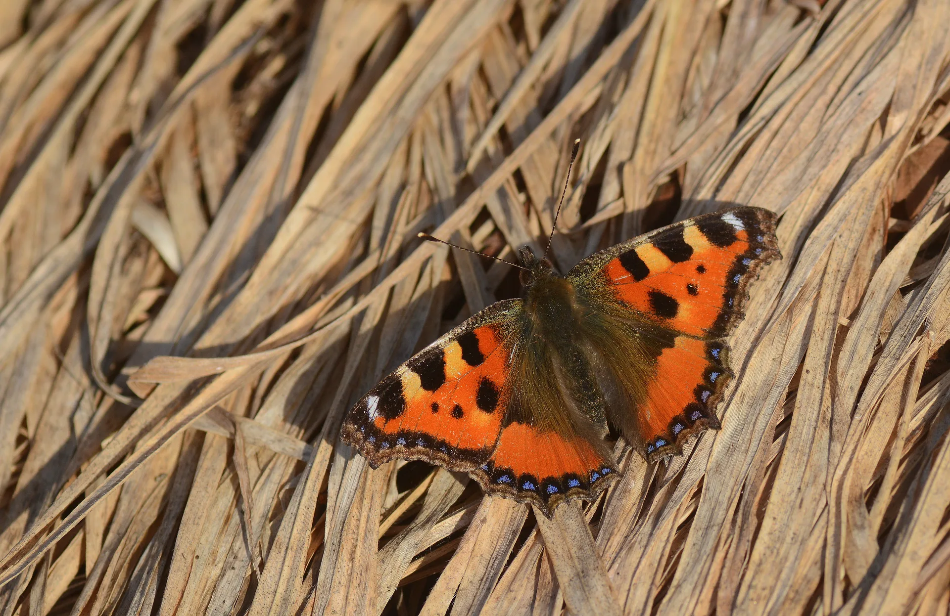 Aglais urticae (Aglais) butterfly photo