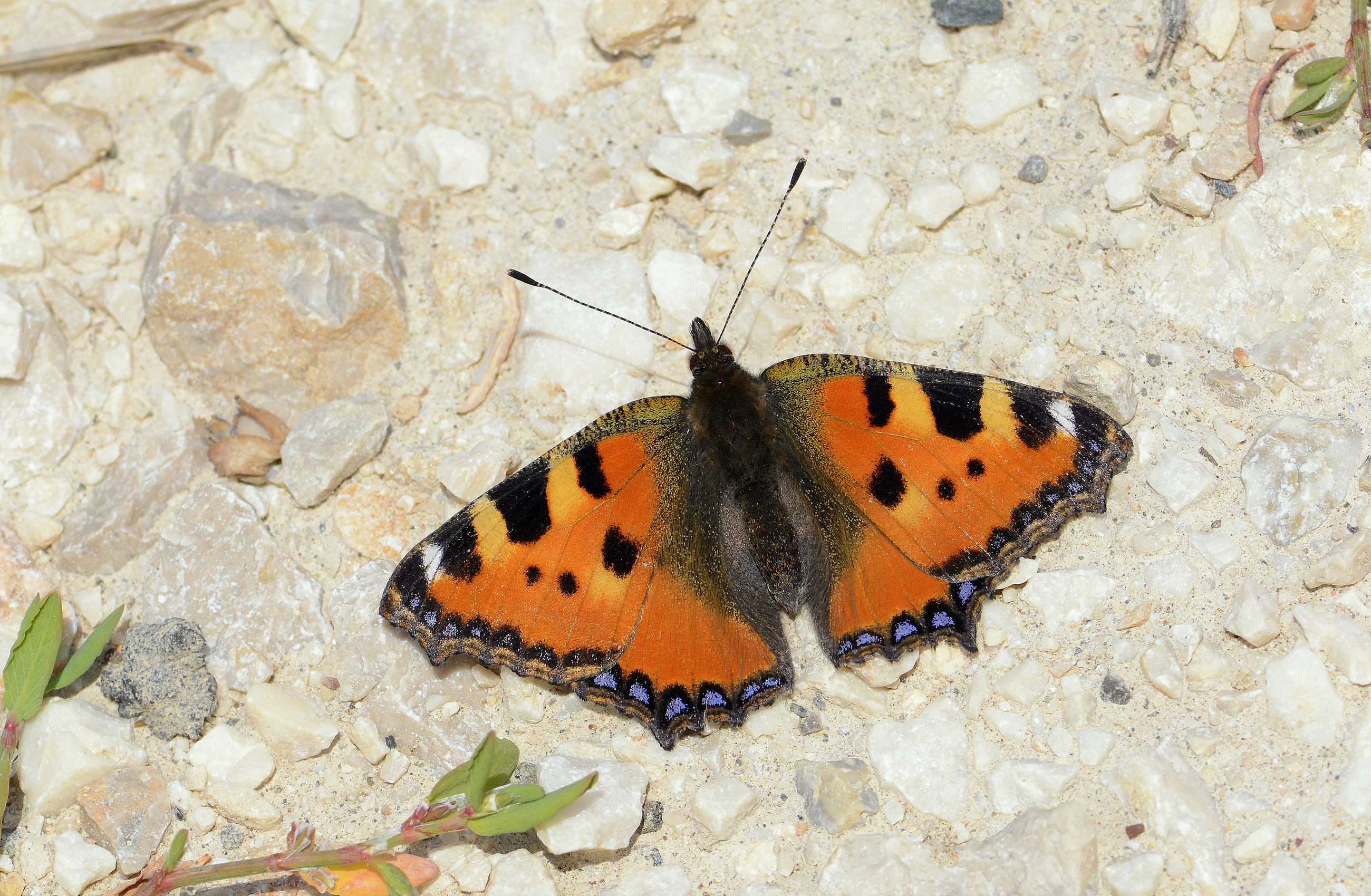 Aglais urticae (Aglais) butterfly photo