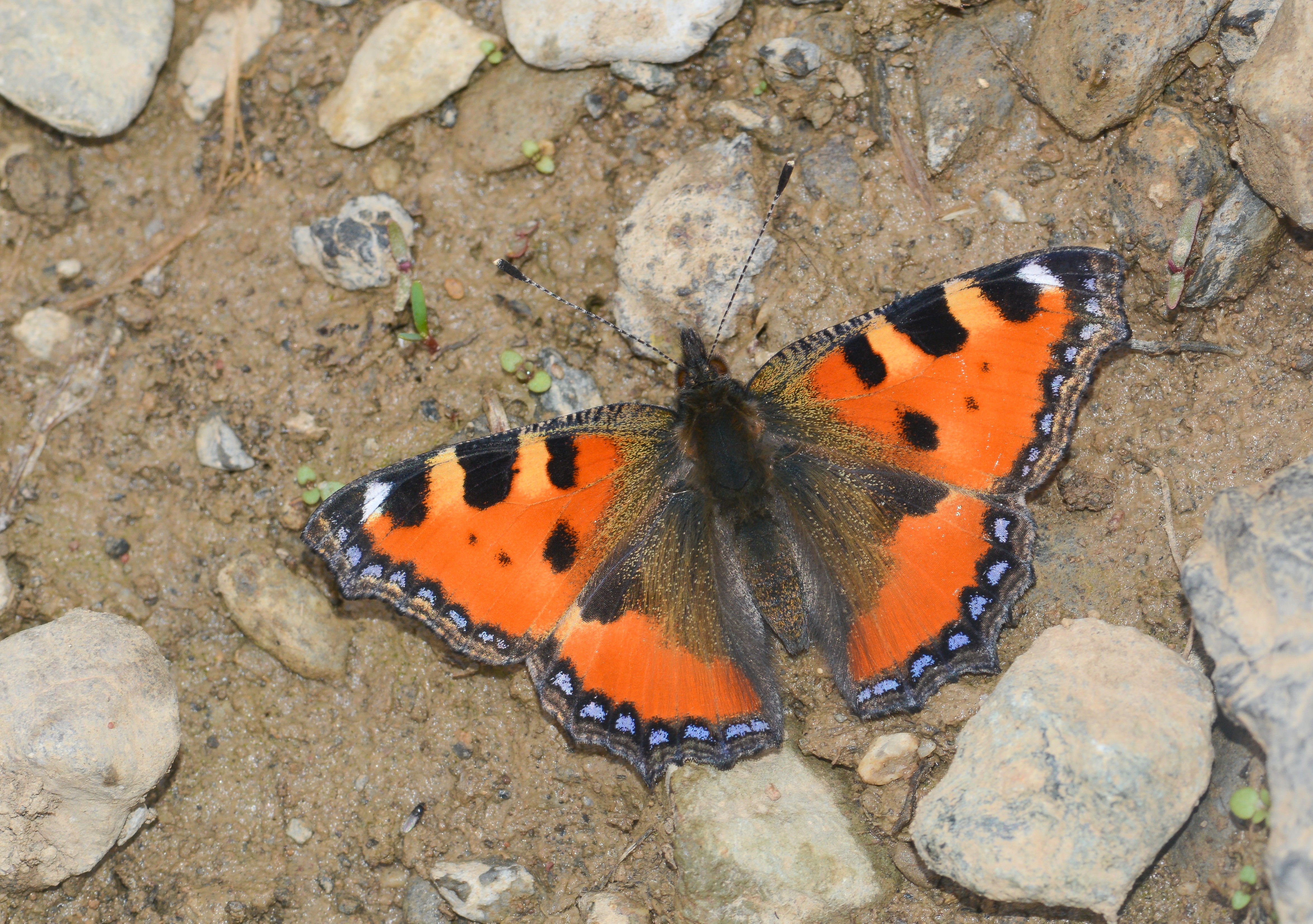 Aglais urticae (Aglais) butterfly photo