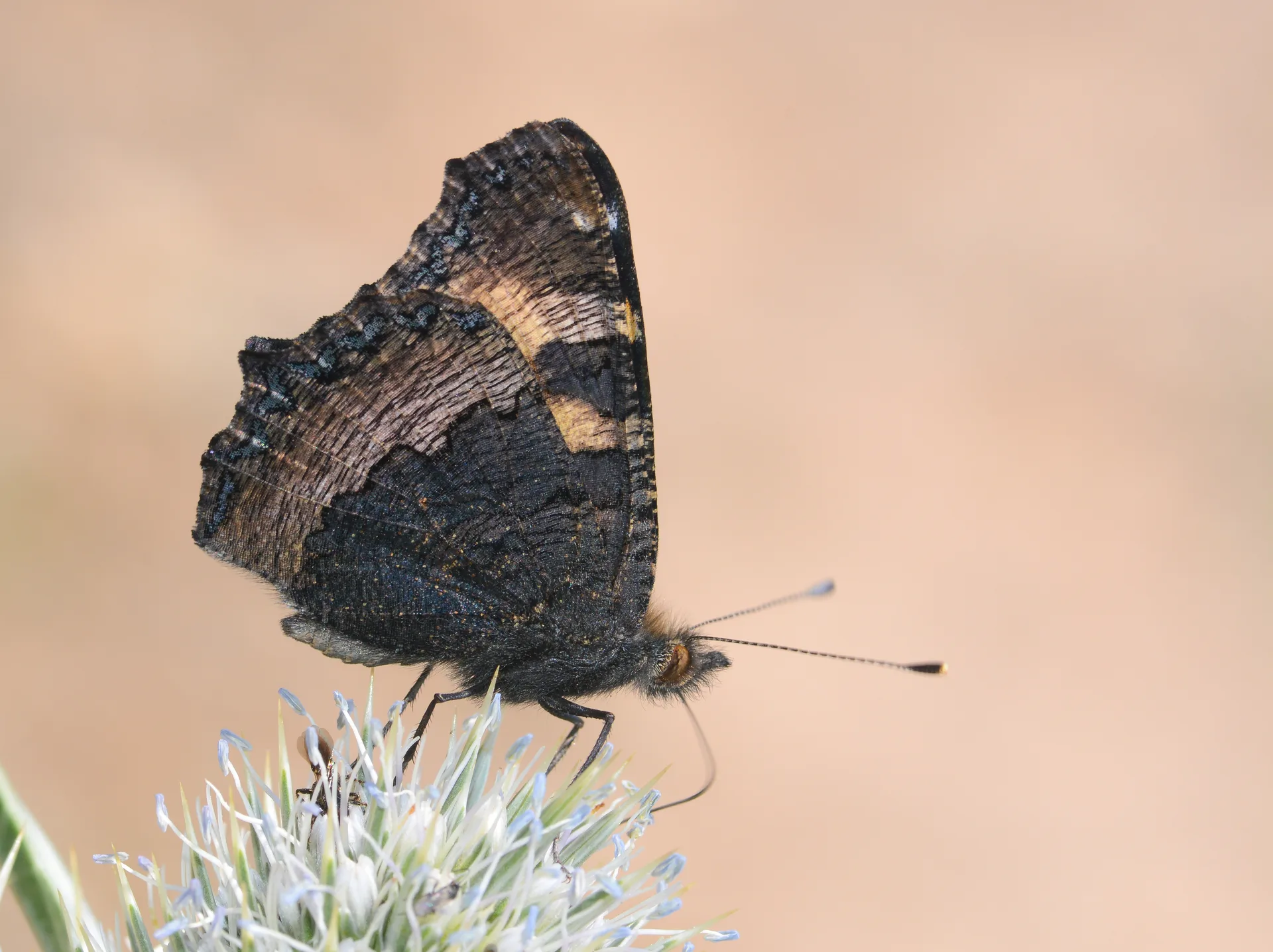 Aglais urticae (Aglais) butterfly photo