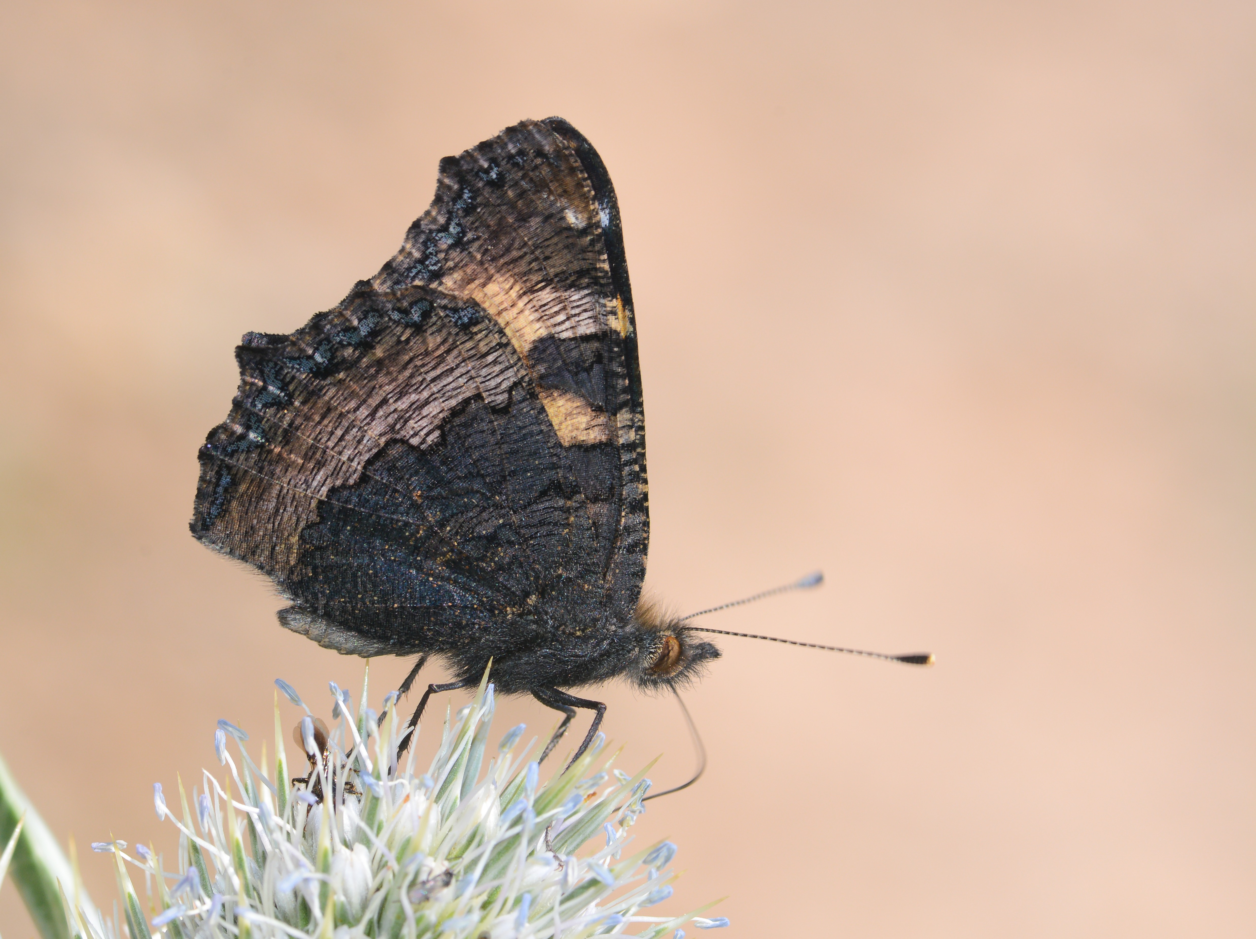 Aglais urticae (Aglais) butterfly photo