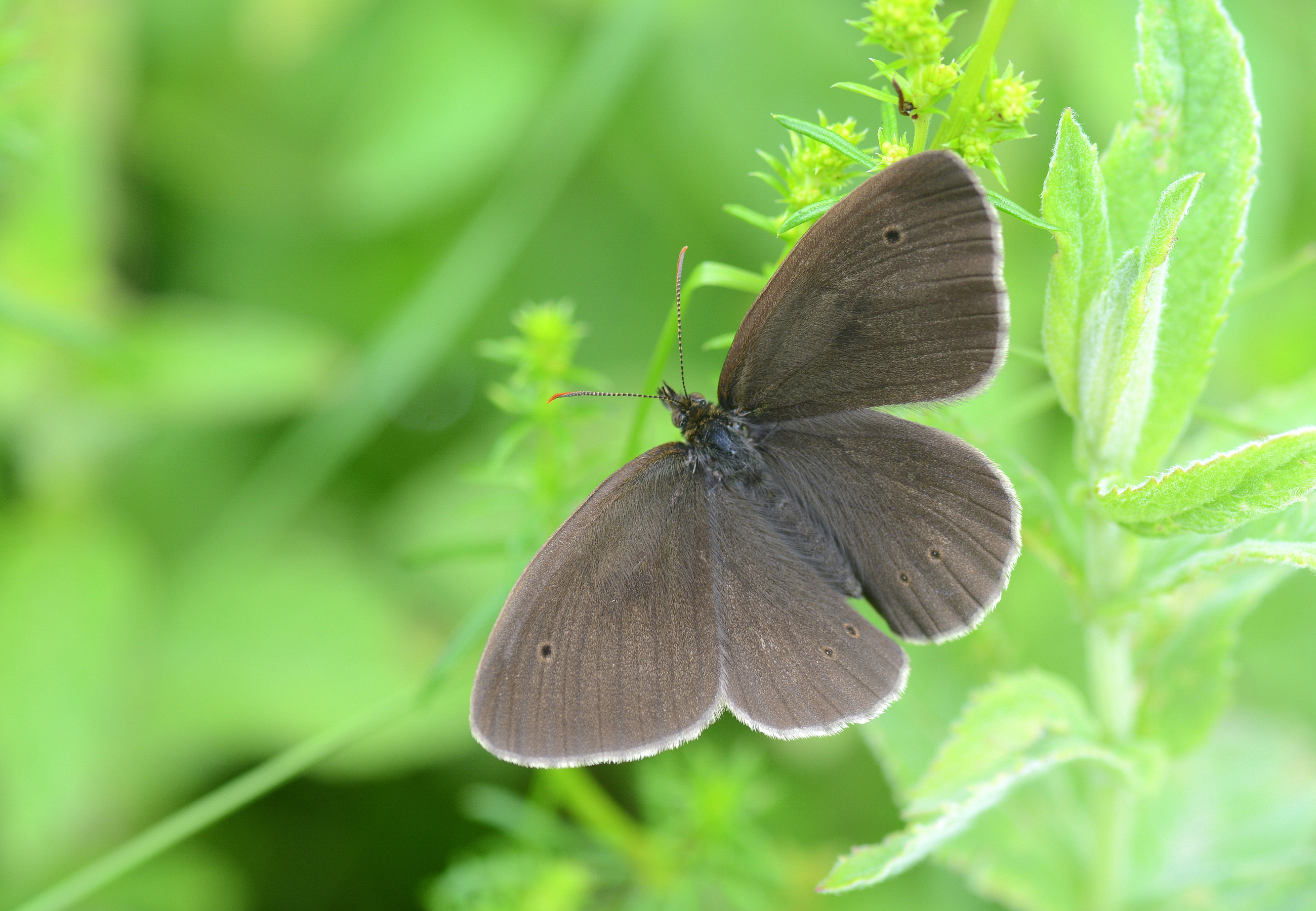Aphantopus hyperantus (Halkacık) butterfly photo