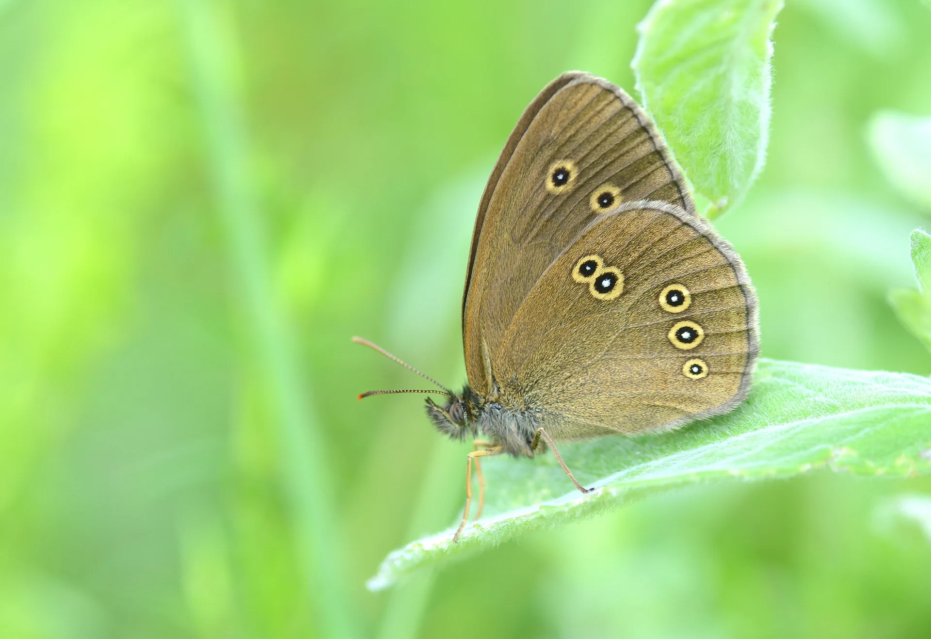 Aphantopus hyperantus (HalkacÄ±k) butterfly photo
