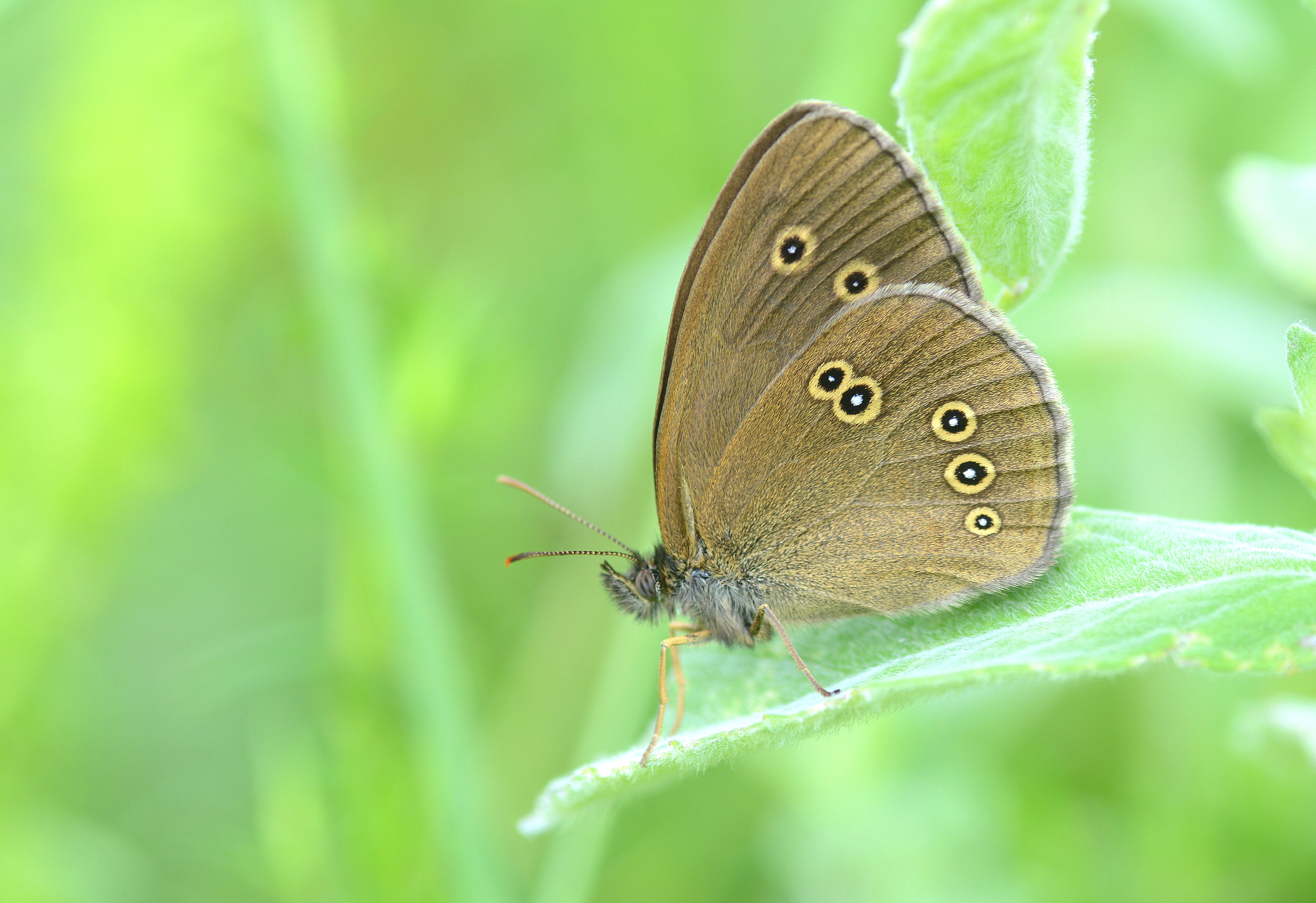 Aphantopus hyperantus (Halkacık) butterfly photo