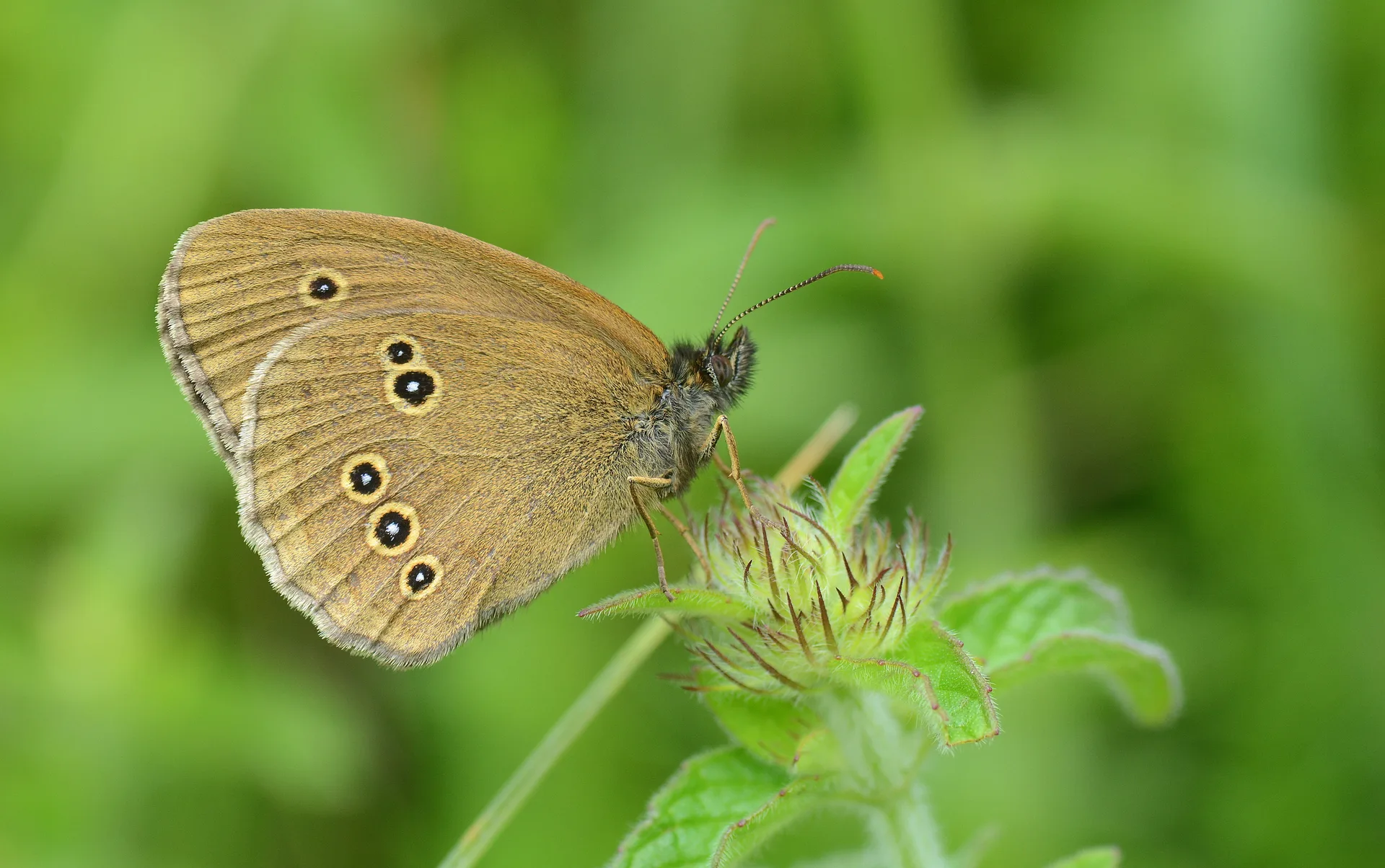 Aphantopus hyperantus (HalkacÄ±k) butterfly photo