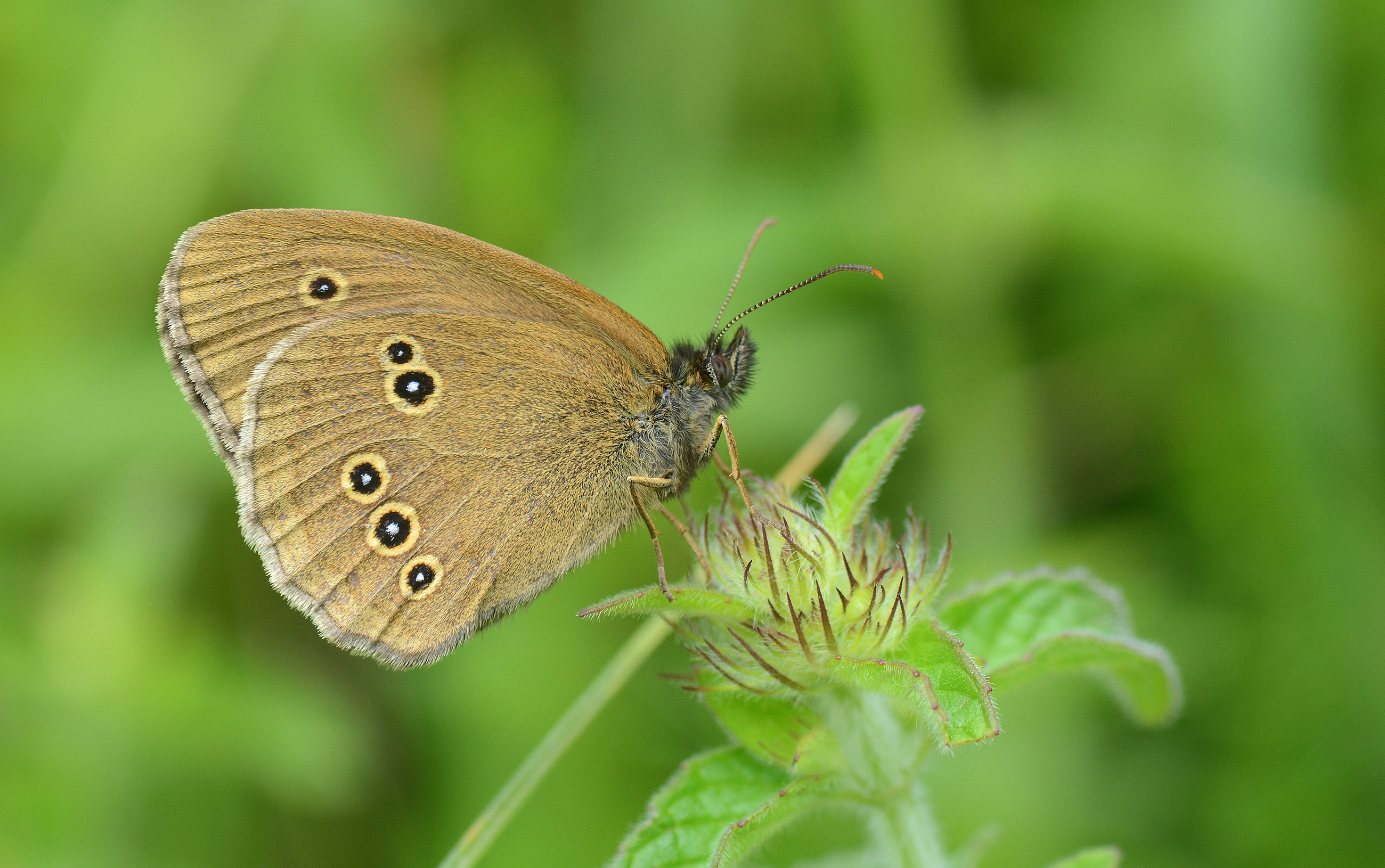 Aphantopus hyperantus (Halkacık) butterfly photo