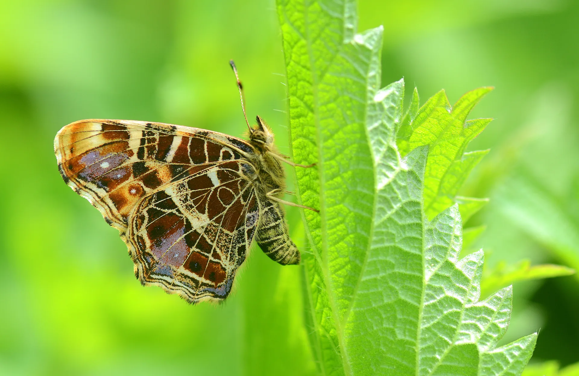 Araschnia levana (Isırgankelebeği) butterfly photo