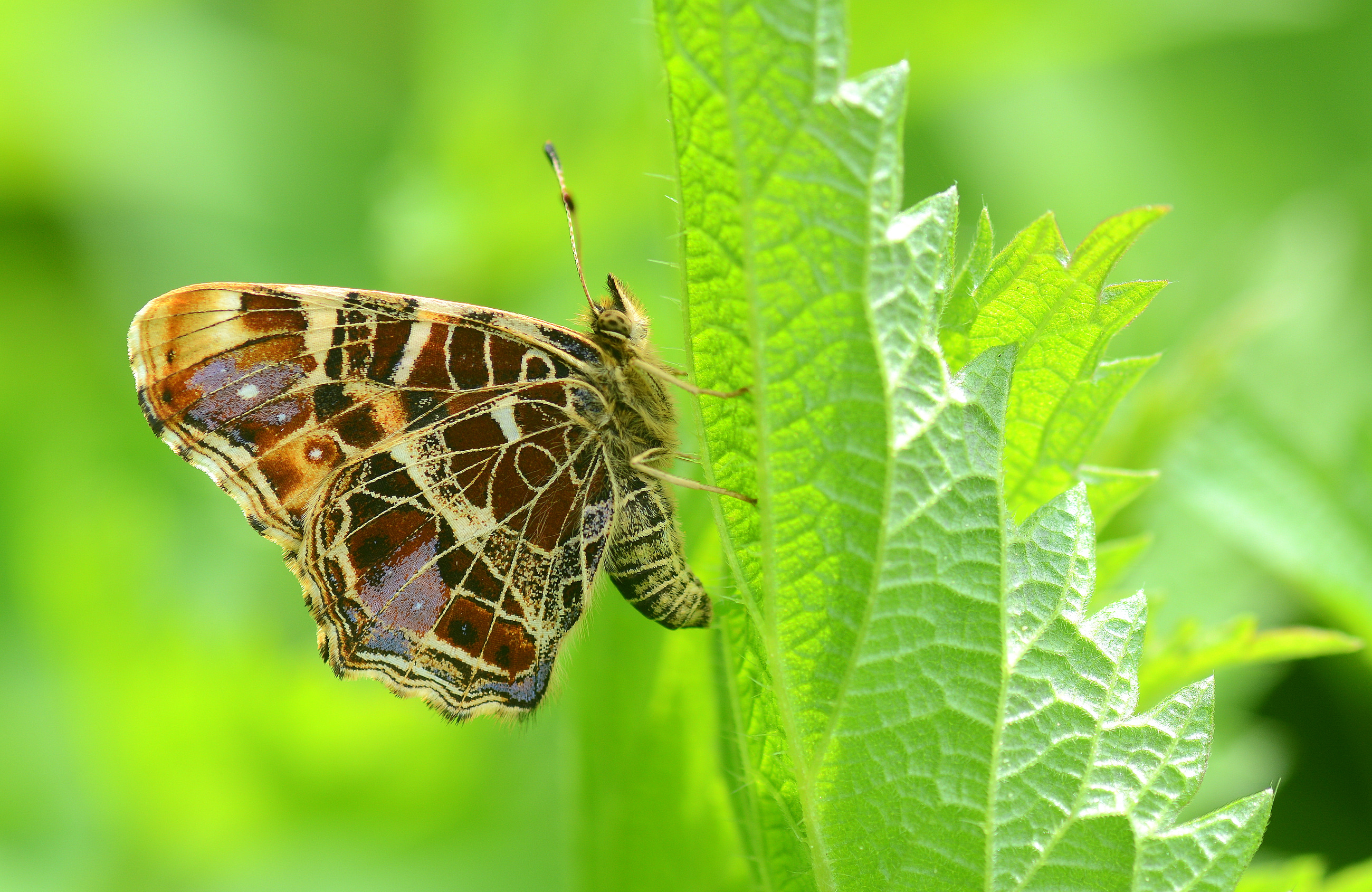Araschnia levana (Isırgankelebeği) butterfly photo