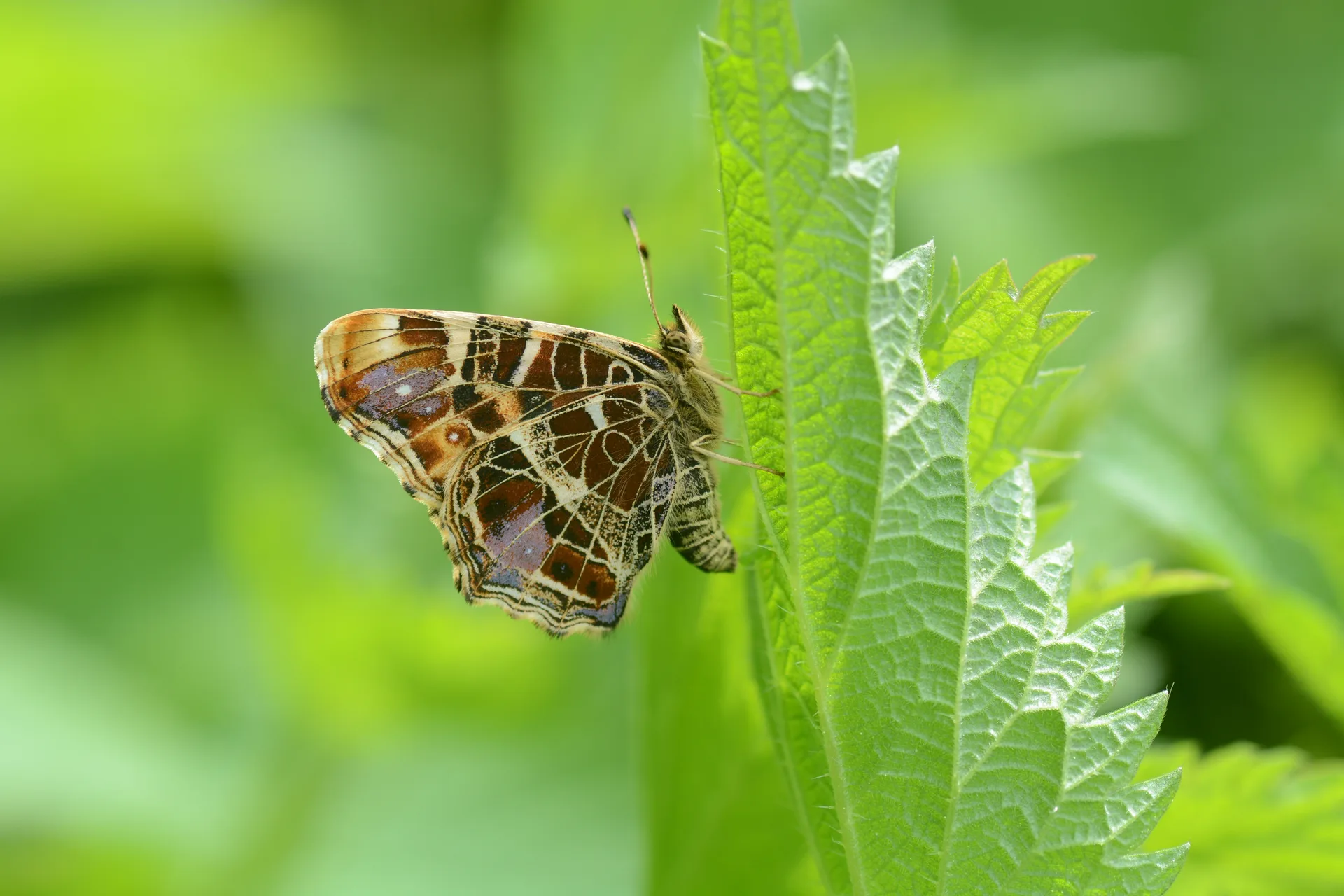 Araschnia levana (IsÄ±rgankelebeÄŸi) butterfly photo