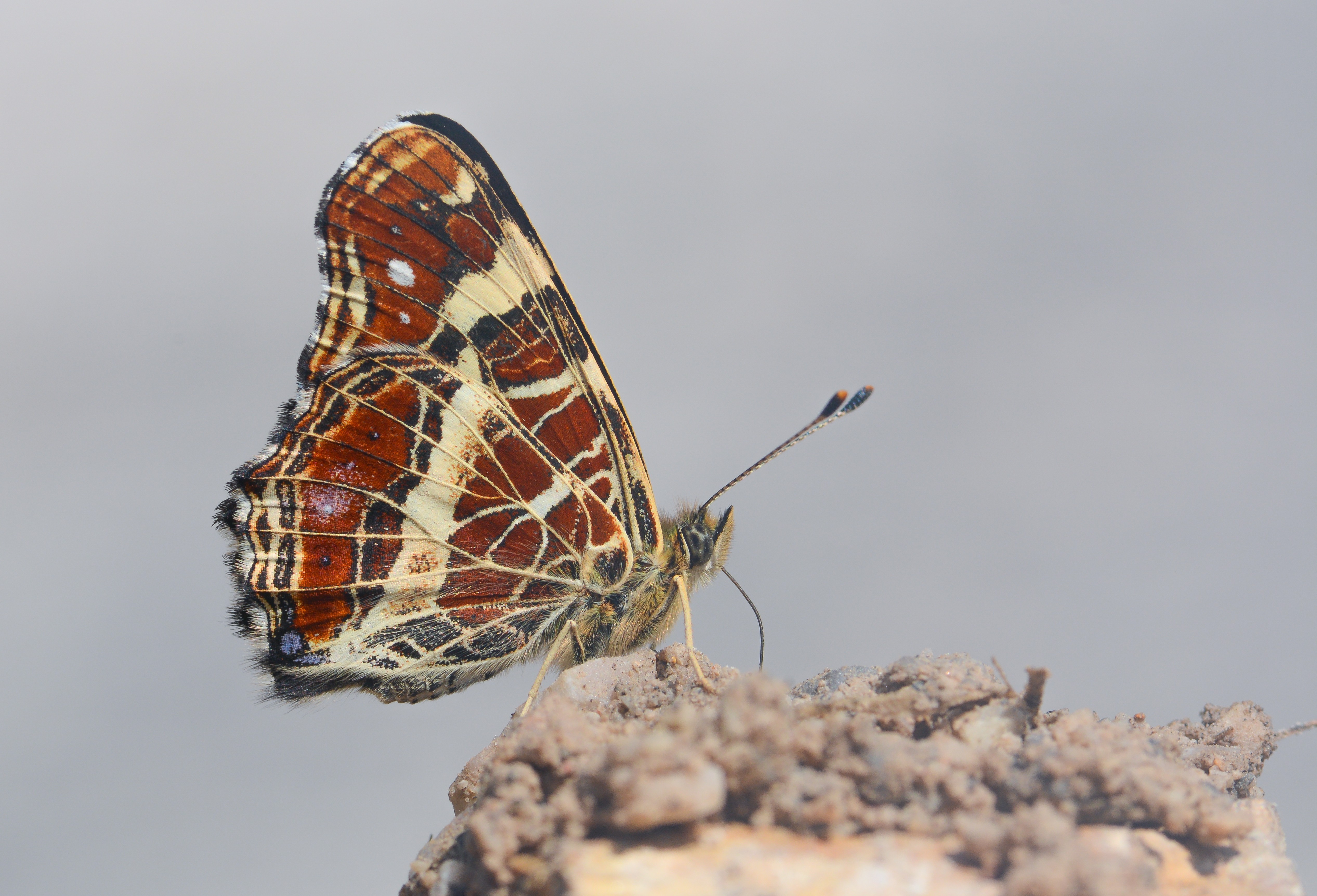 Araschnia levana (Isırgankelebeği) butterfly photo