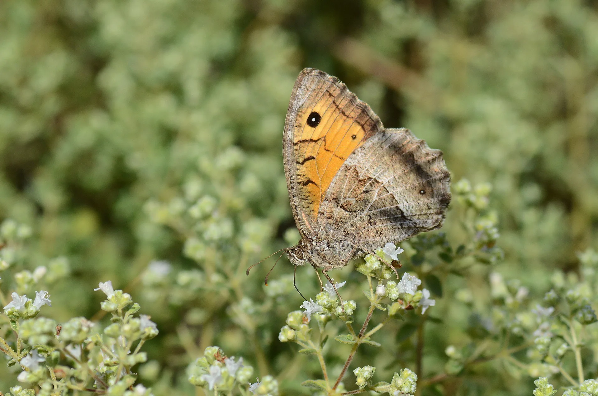 Arethusana arethusa (Seyit) butterfly photo