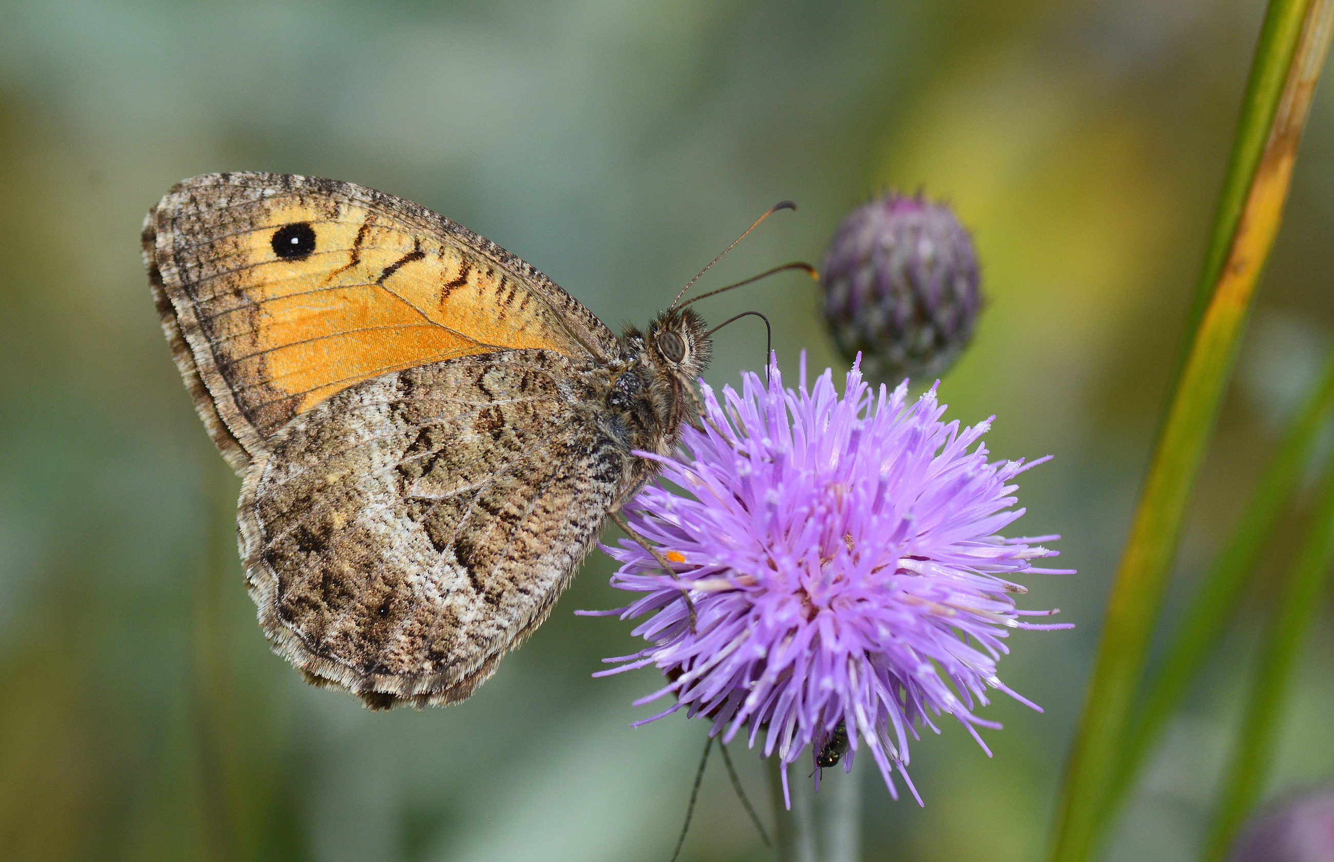 Arethusana arethusa (Seyit) butterfly photo