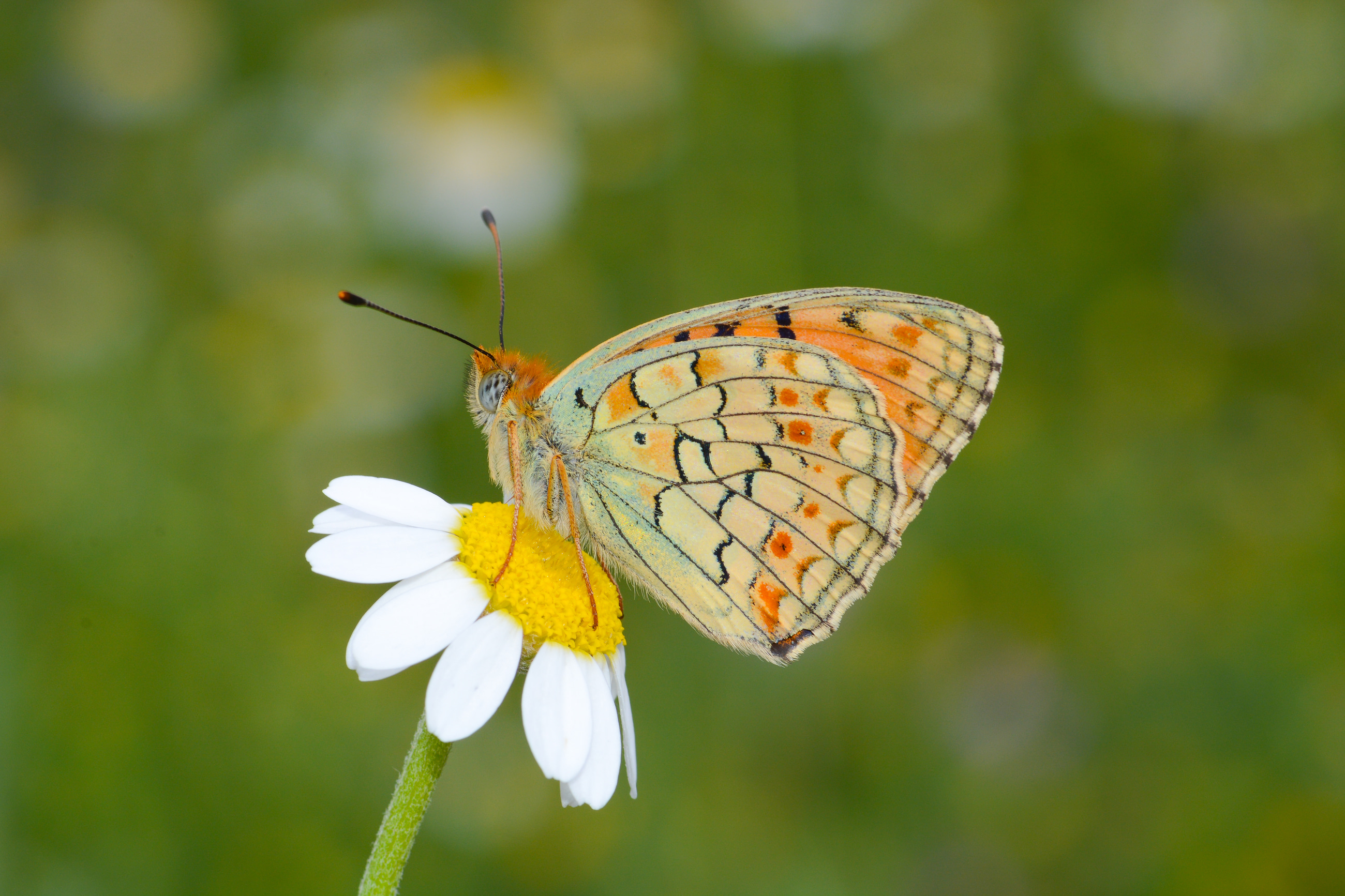 Argynnis niobe (Niyobe) butterfly photo