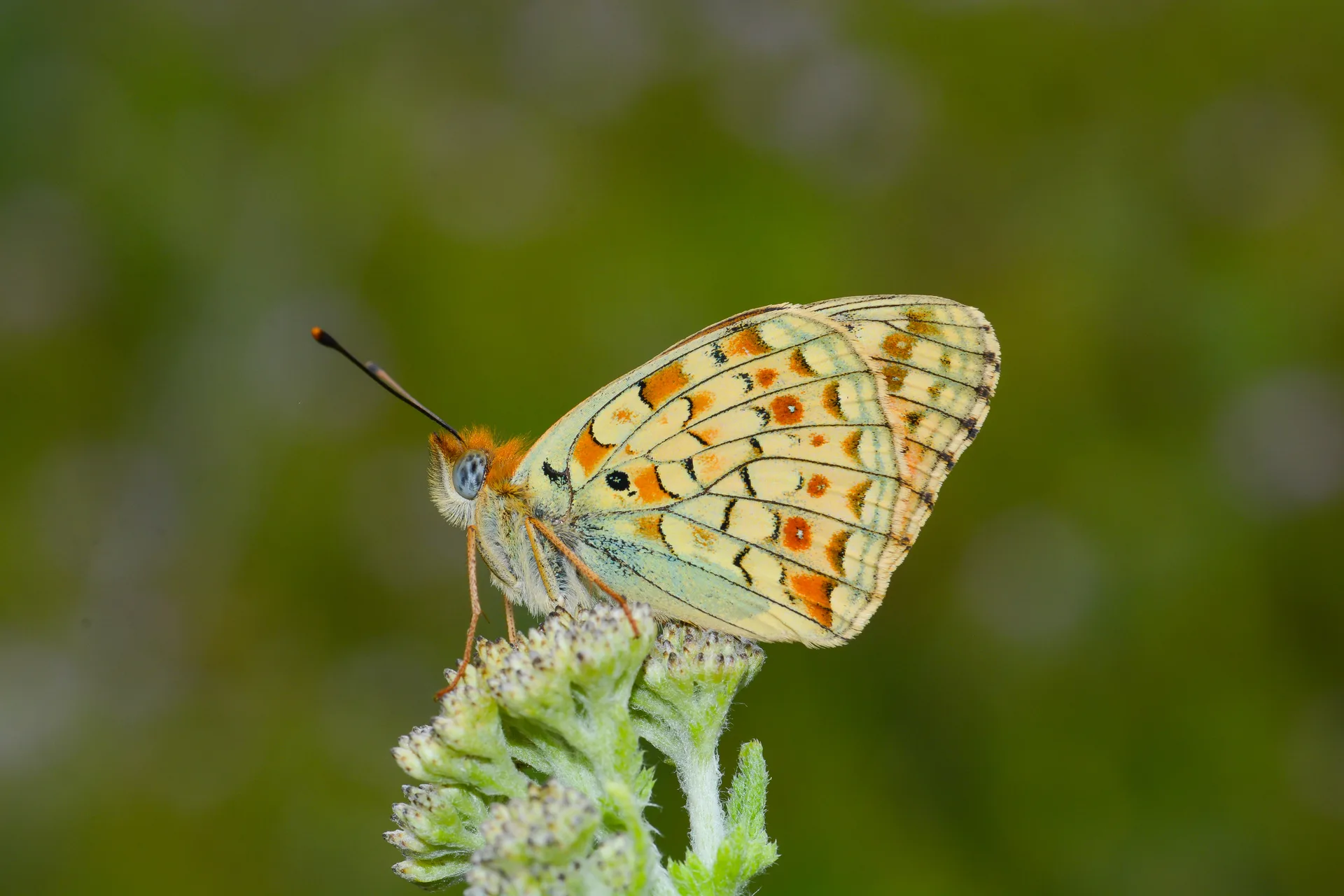 Argynnis niobe (Niyobe) butterfly photo
