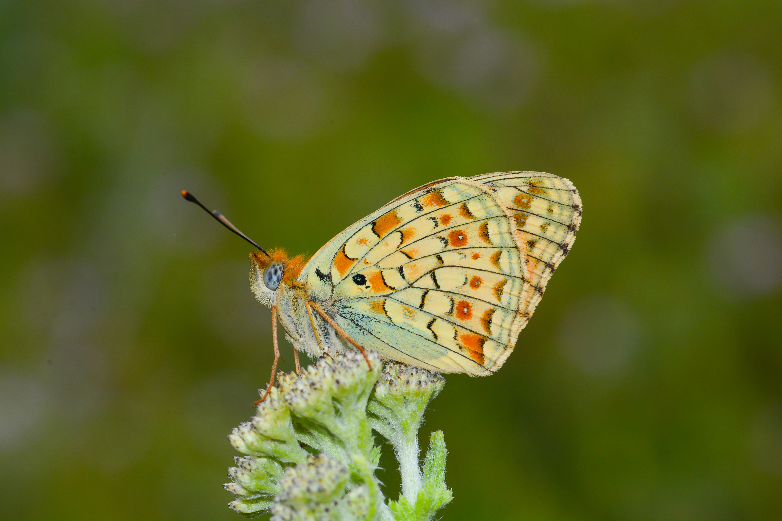 Argynnis niobe (Niyobe) butterfly photo