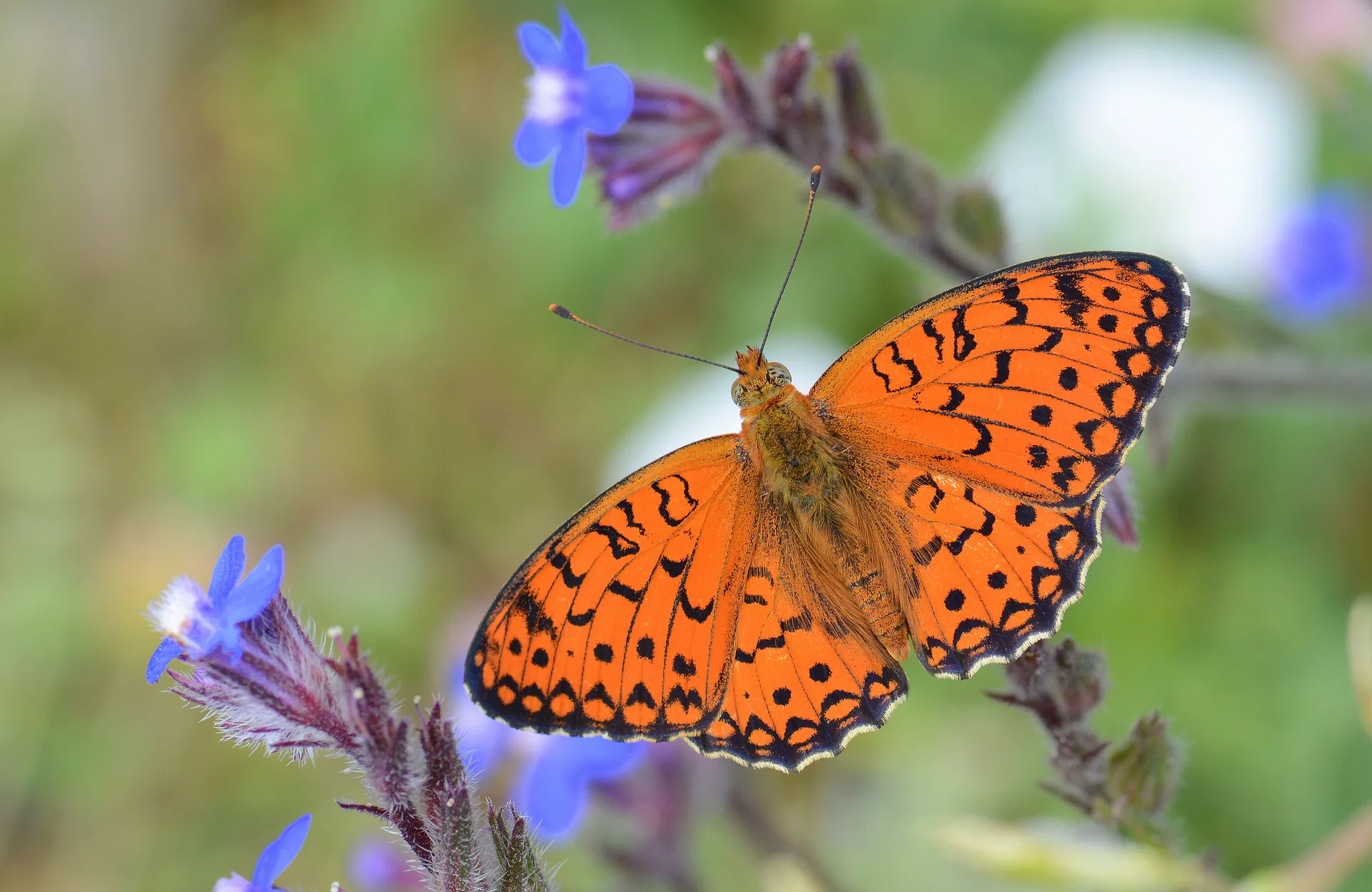 Argynnis niobe (Niyobe) butterfly photo
