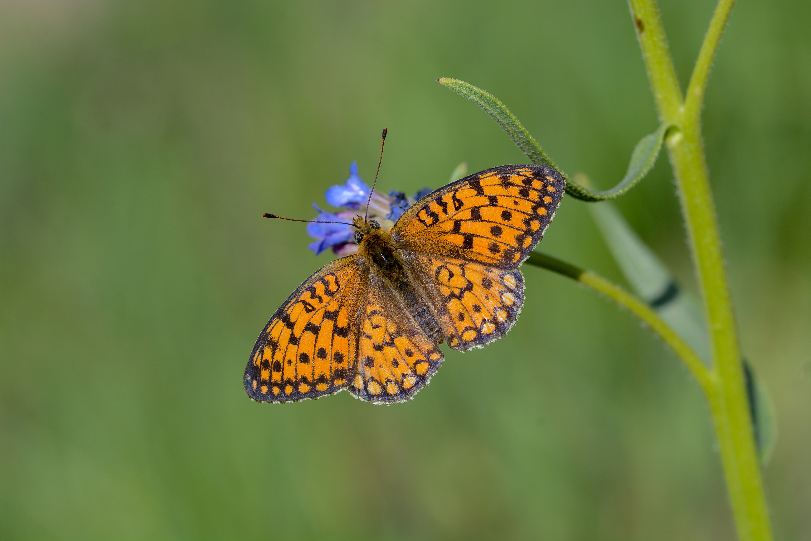 Argynnis niobe (Niyobe) butterfly photo