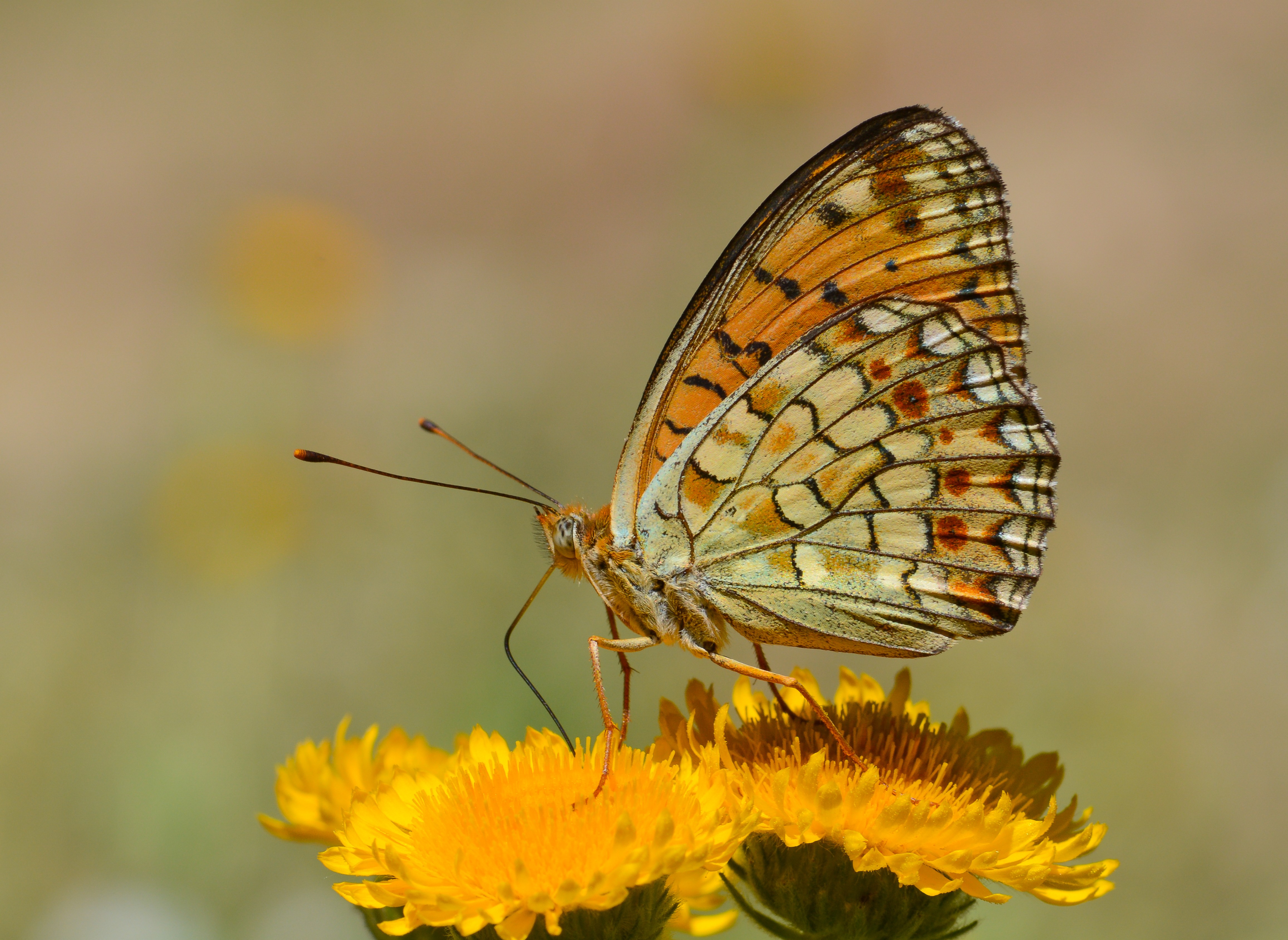 Argynnis niobe (Niyobe) butterfly photo