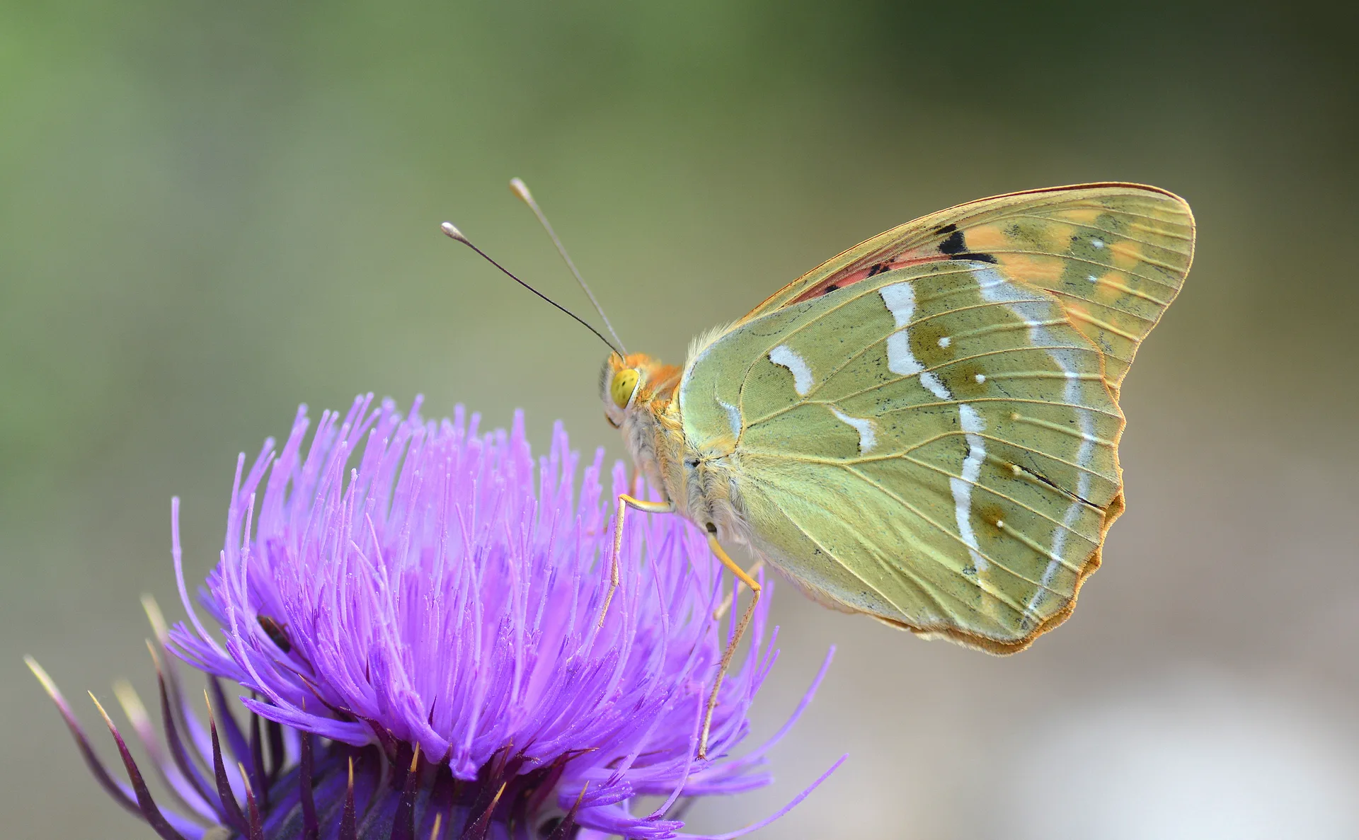 Argynnis pandora (Bahadır) butterfly photo