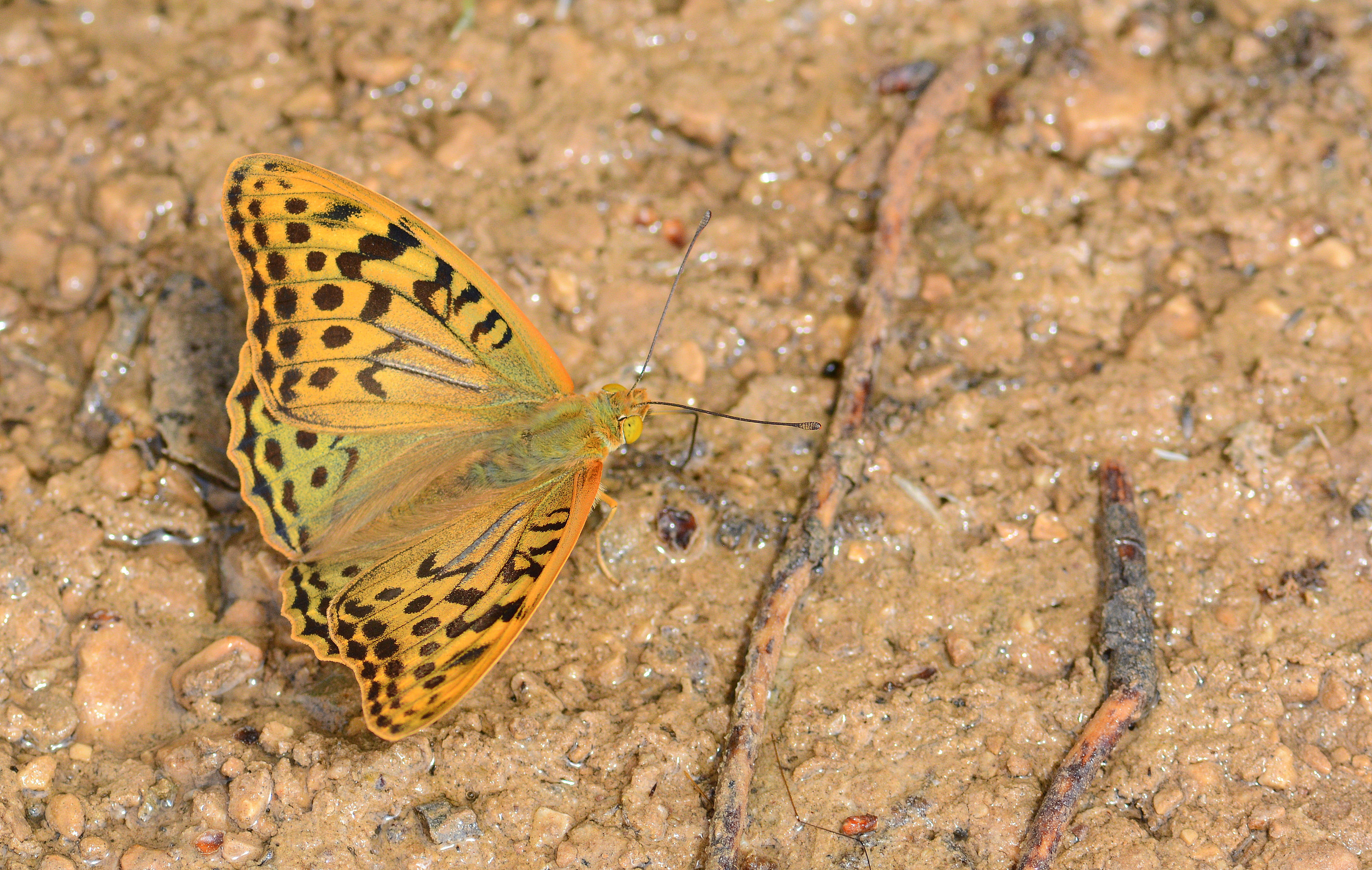Argynnis pandora (Bahadır) butterfly photo