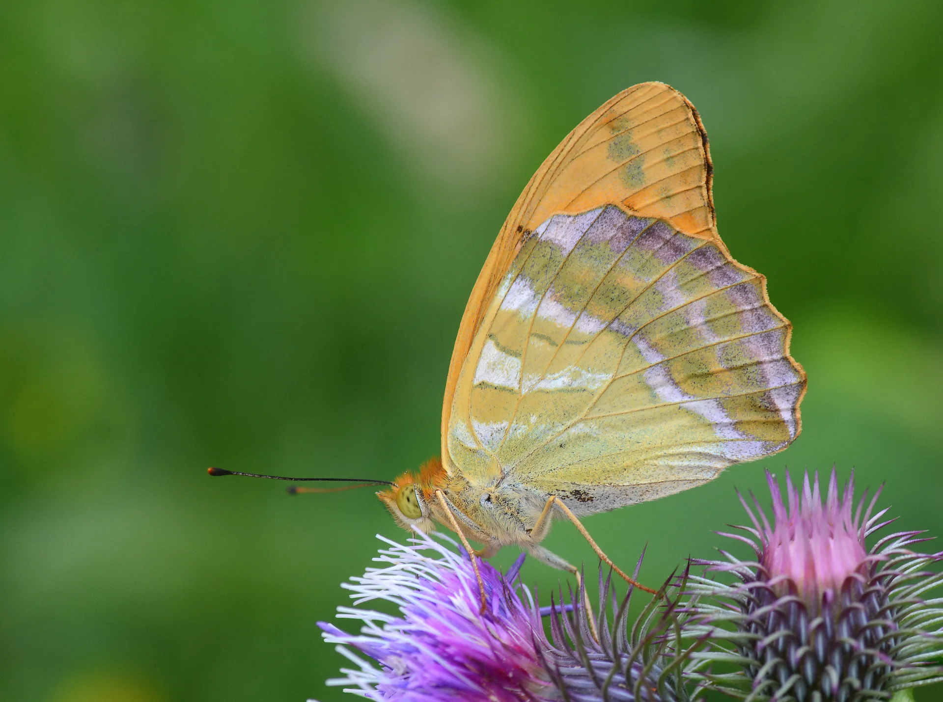 Argynnis paphia (Cengaver) butterfly photo