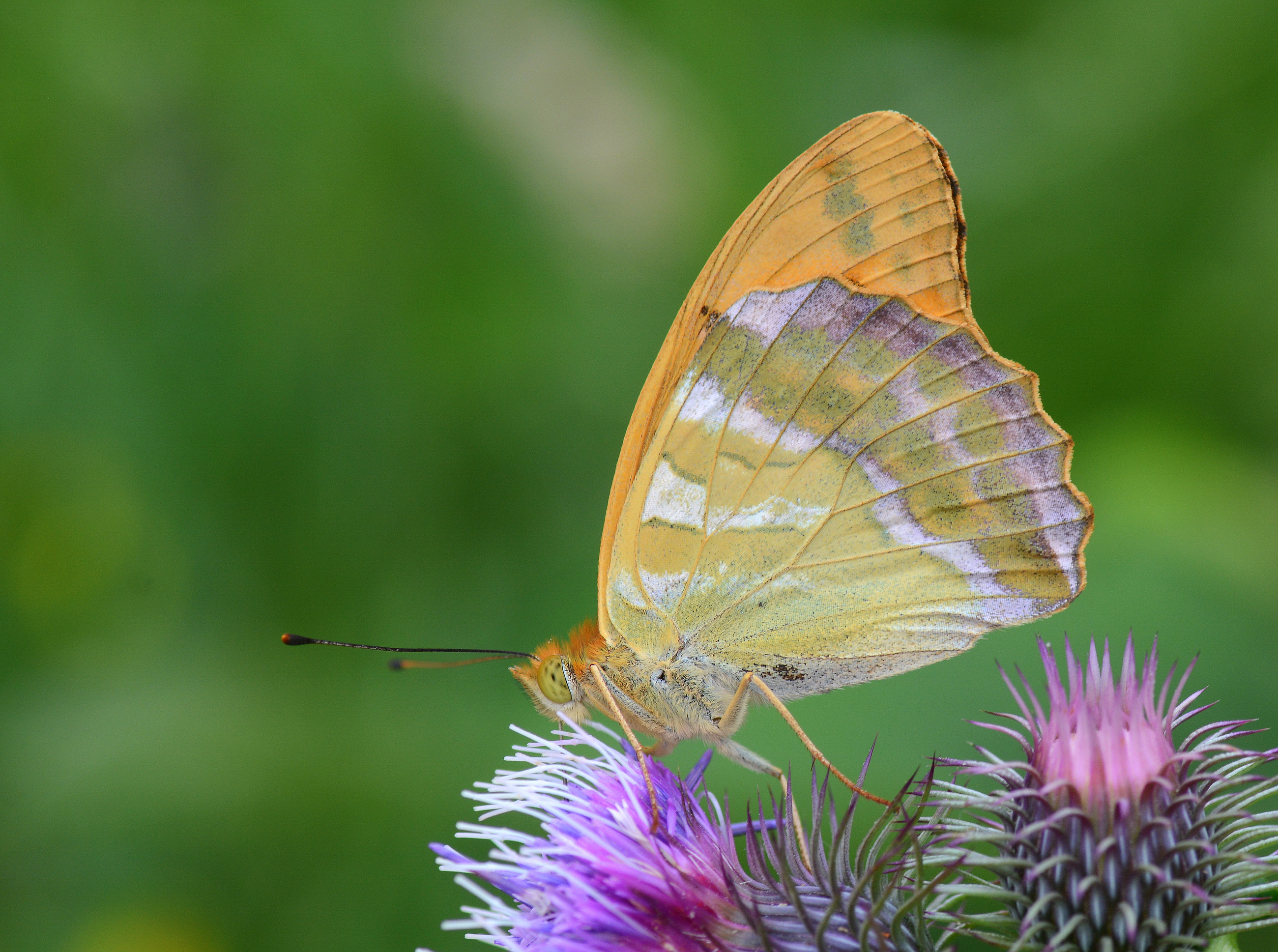 Argynnis paphia (Cengaver) butterfly photo