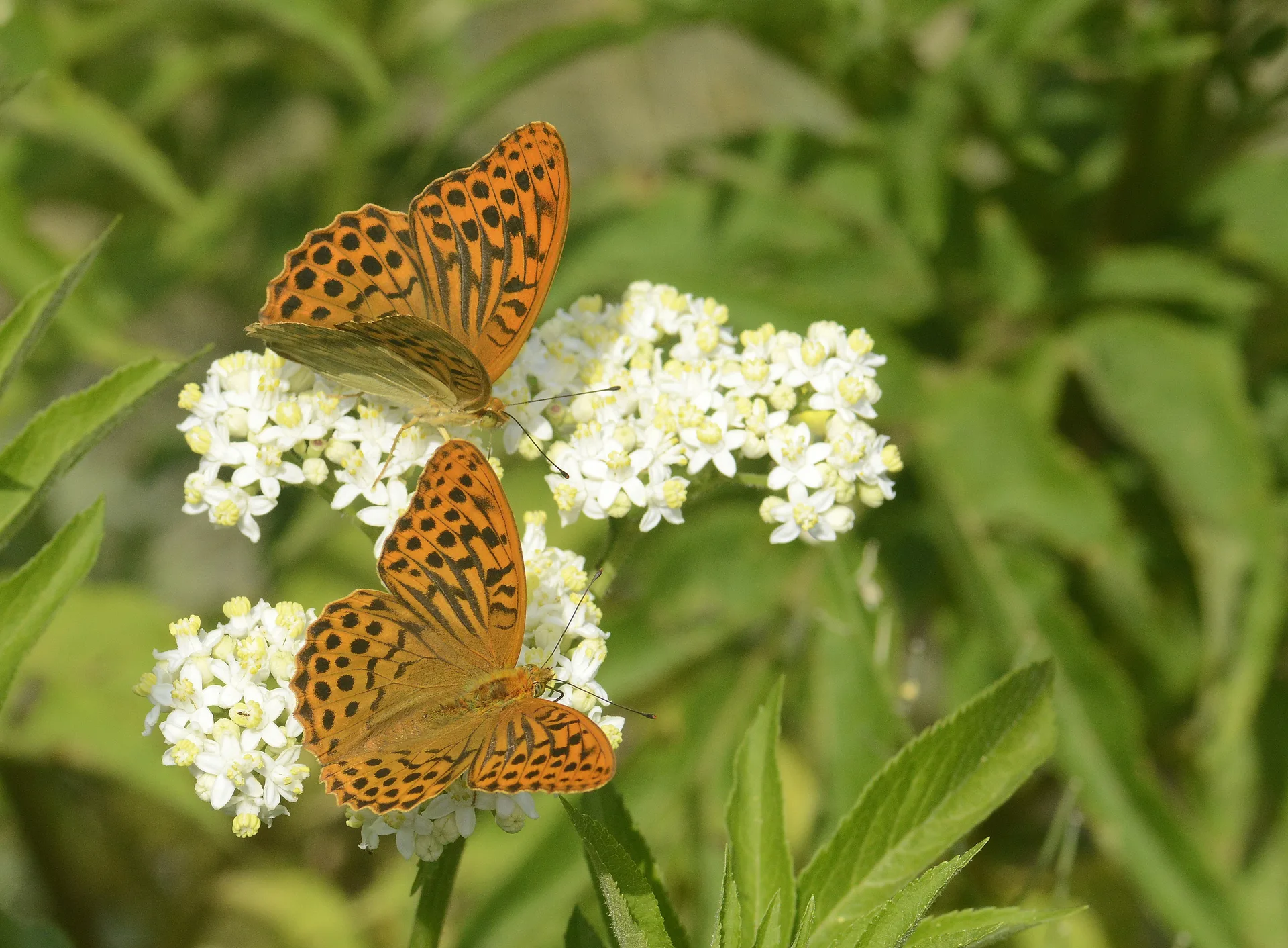 Argynnis paphia (Cengaver) butterfly photo