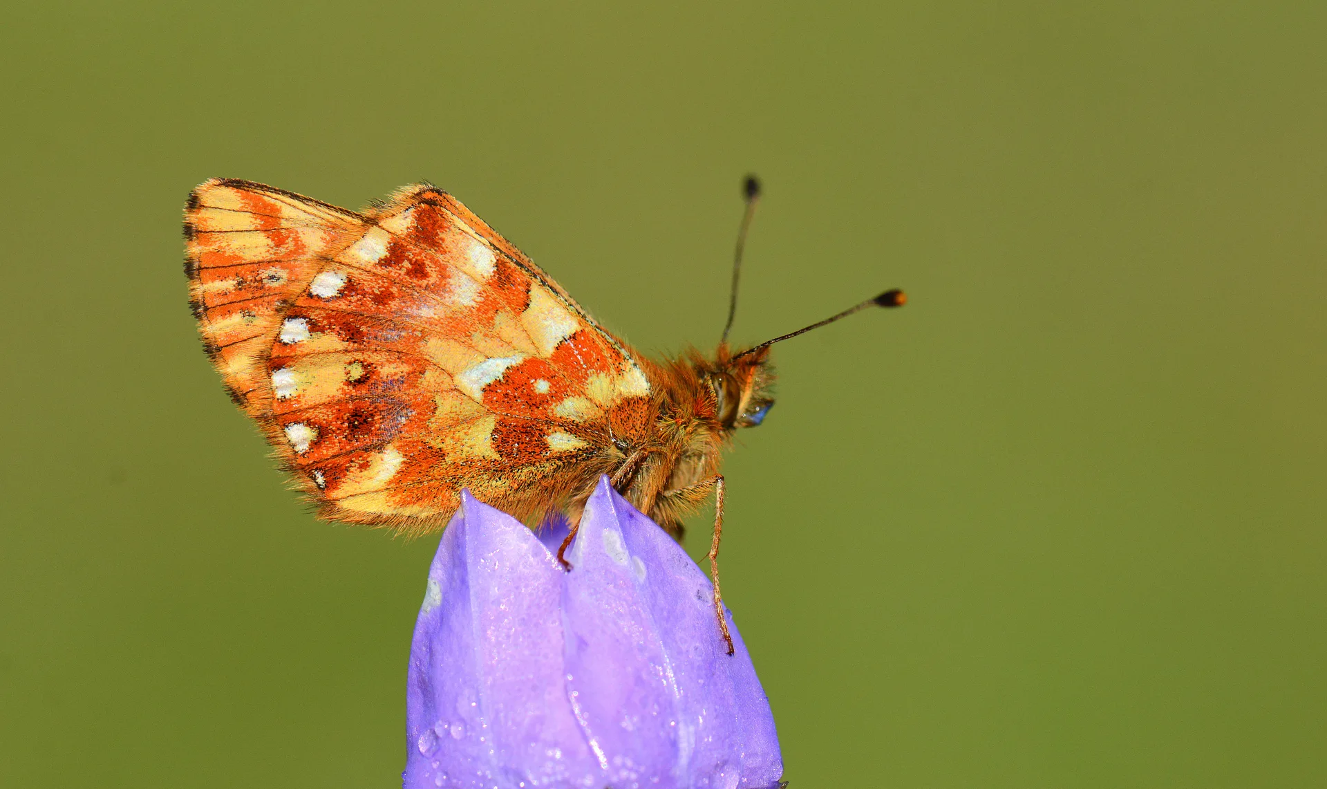 Boloria caucasica (Kafkas MenekÅŸekelebeÄŸi) butterfly photo