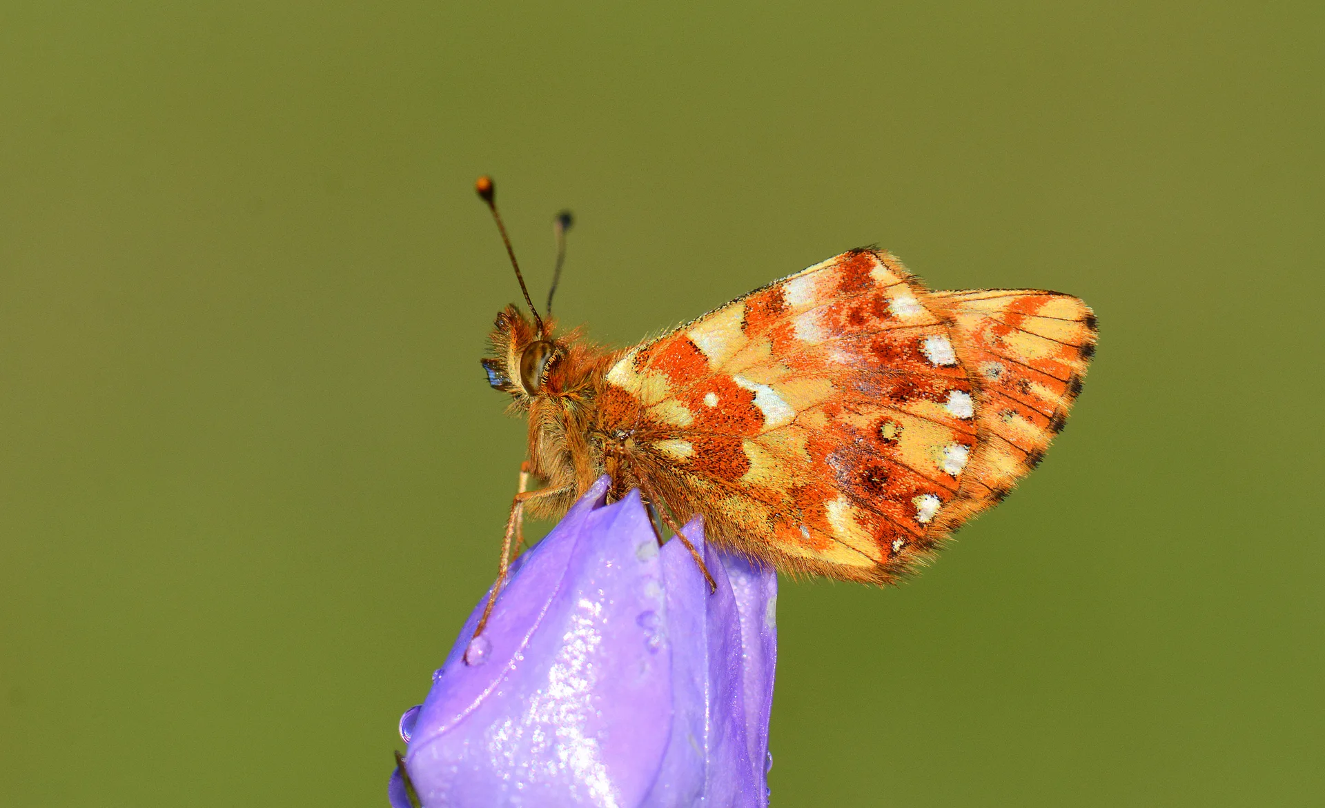 Boloria caucasica (Kafkas MenekÅŸekelebeÄŸi) butterfly photo