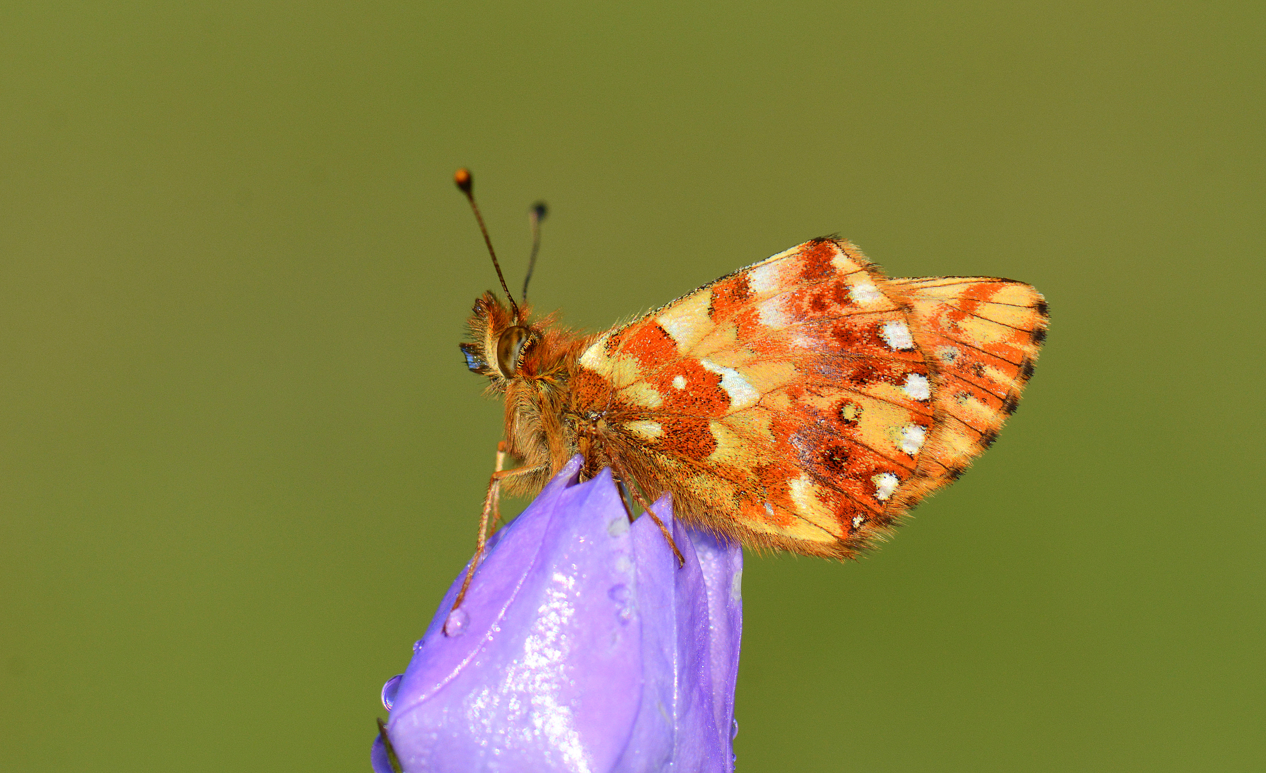 Boloria caucasica (Kafkas MenekÅŸekelebeÄŸi) butterfly photo